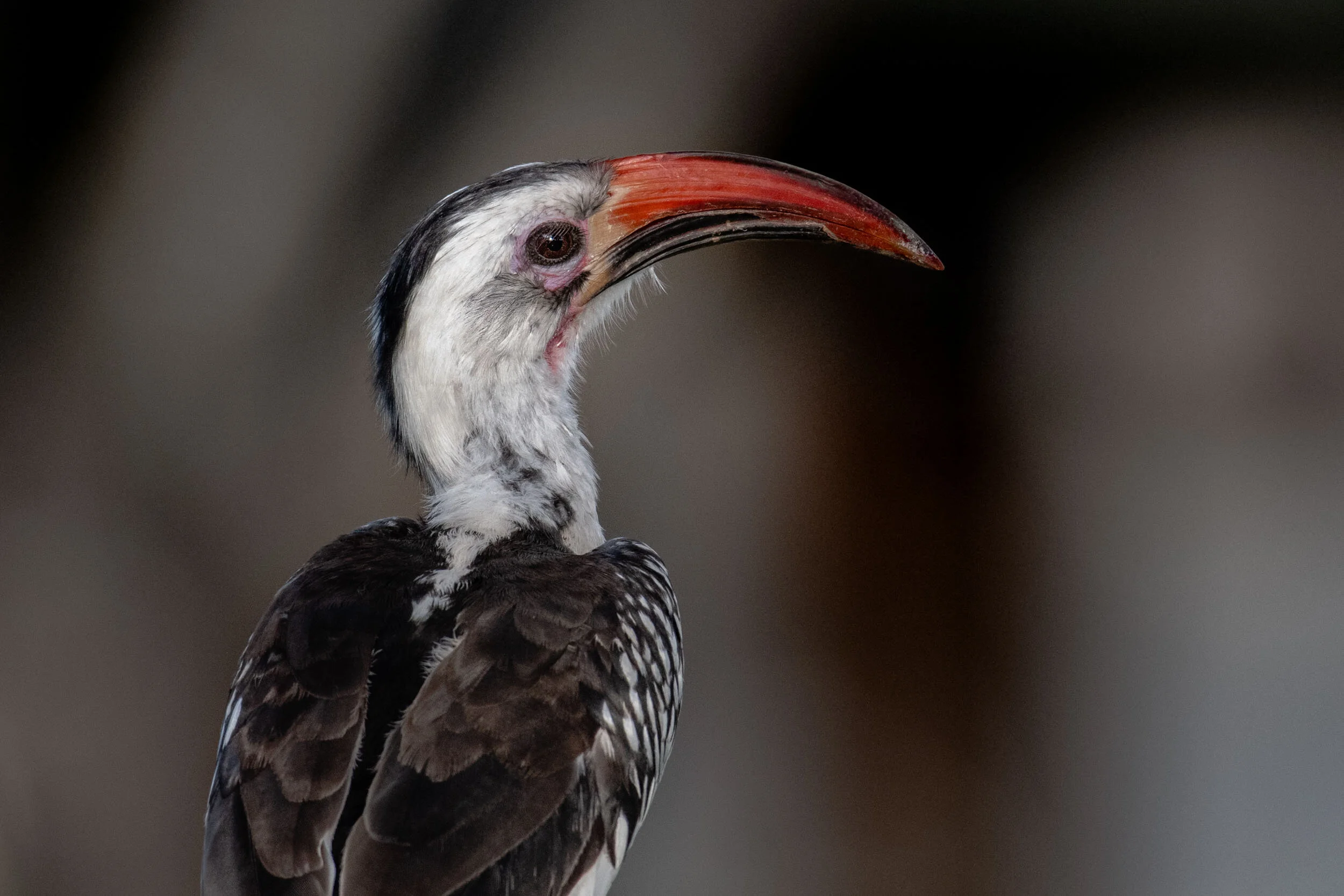 <span>Red-Billed Hornbill</span><br><em>Tarangire, Tanzania</em>
