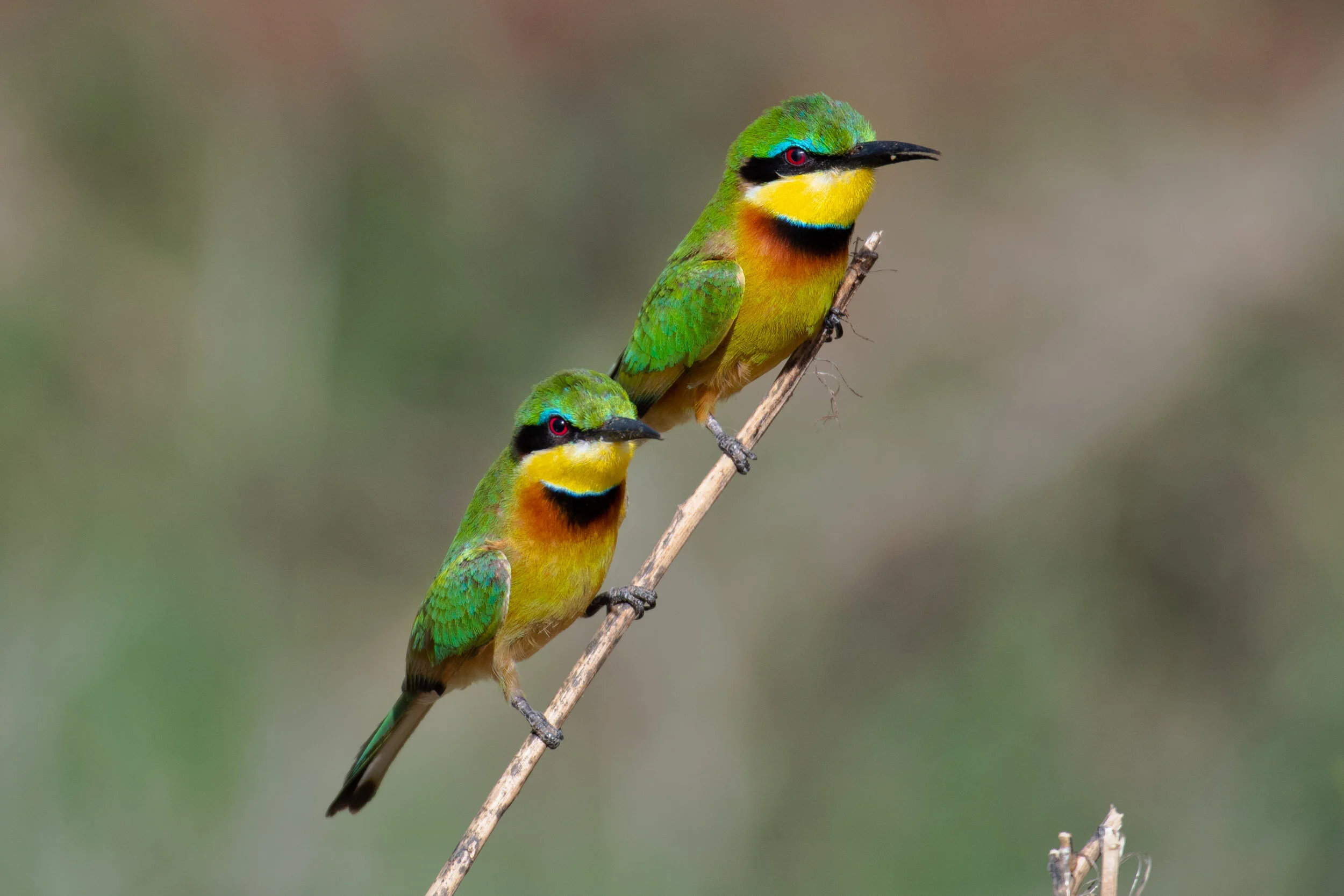 <span>Little Bee Eater</span><br><em>Lake Manyara, Tanzania</em>