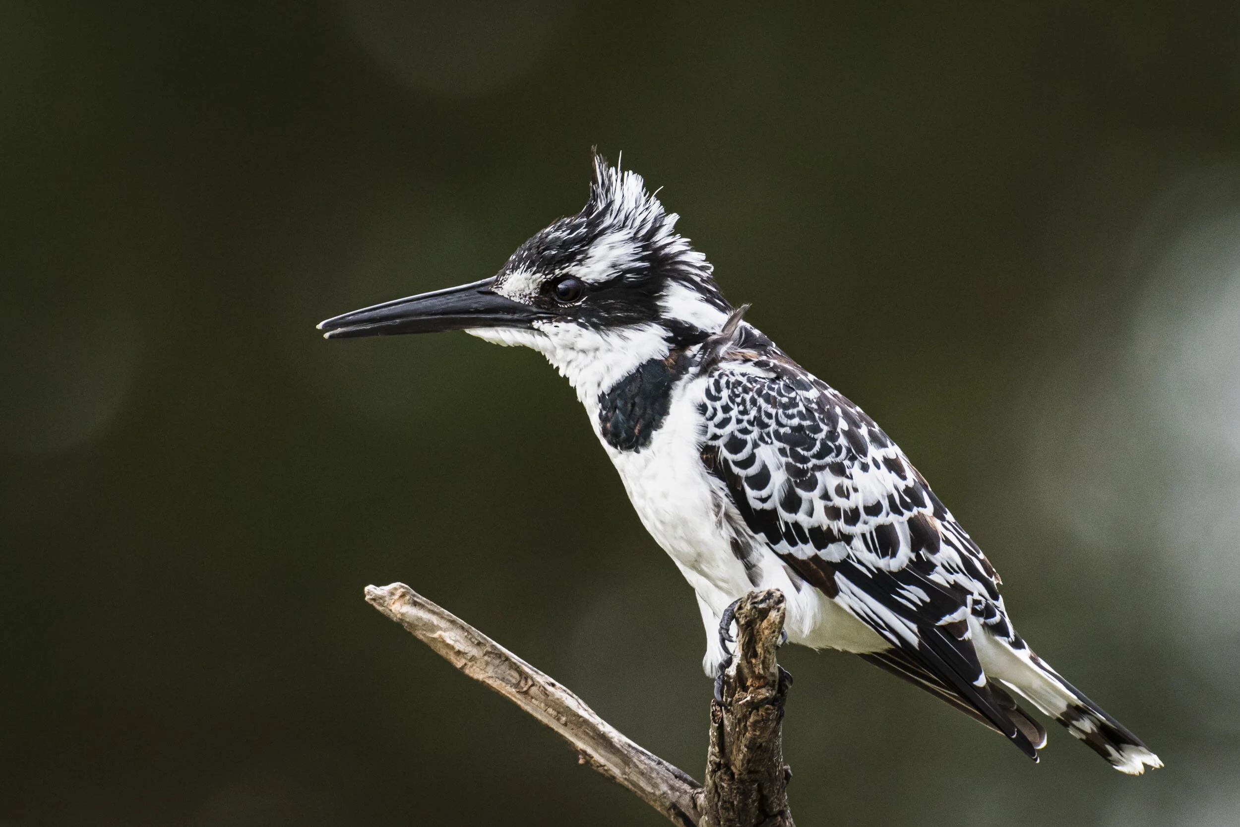 <span>Pied Kingfisher</span><br><em>Lake Oloiden, Kenya</em>