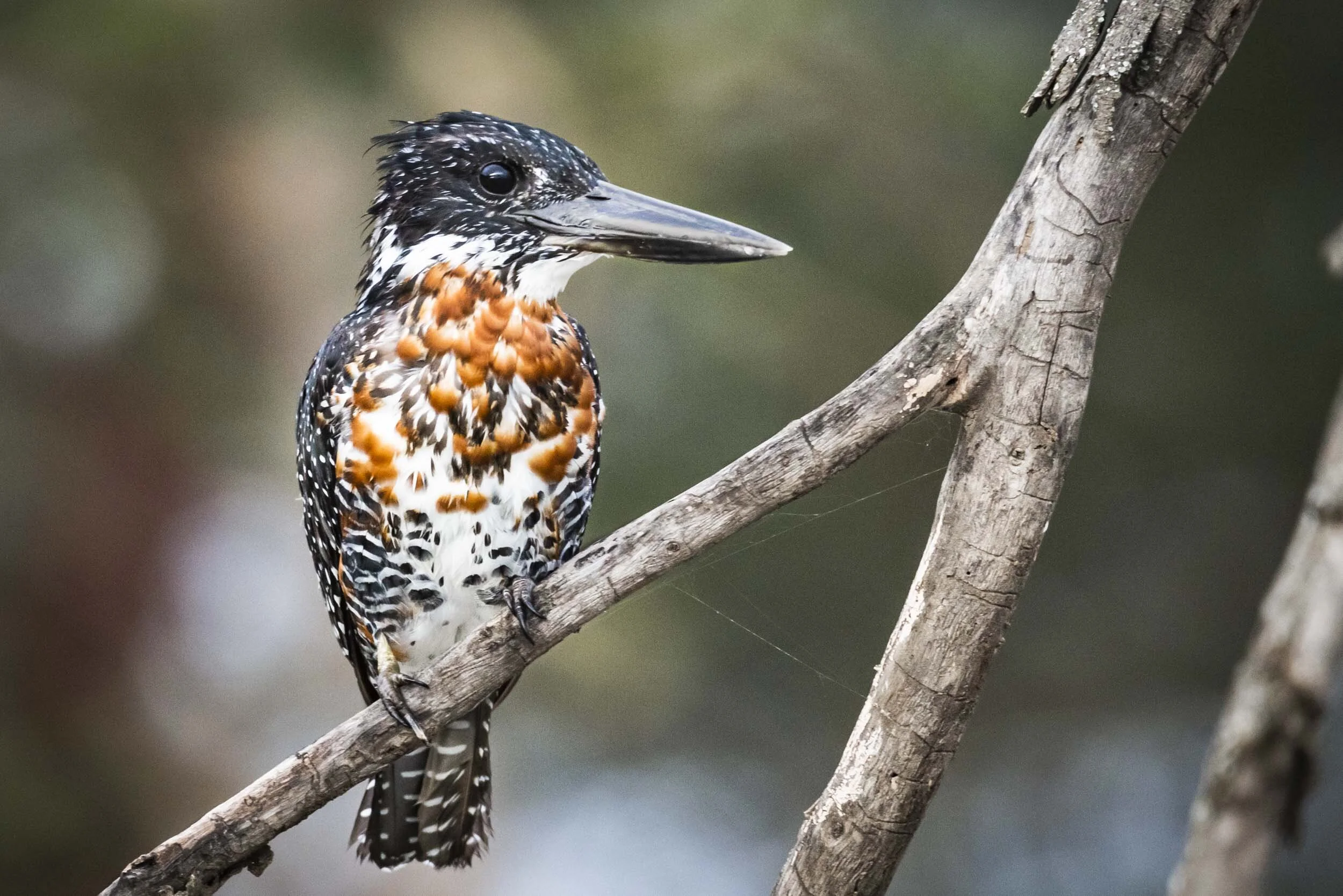 <span>Giant Kingfisher</span><br><em>Lake Oloiden, Kenya</em>