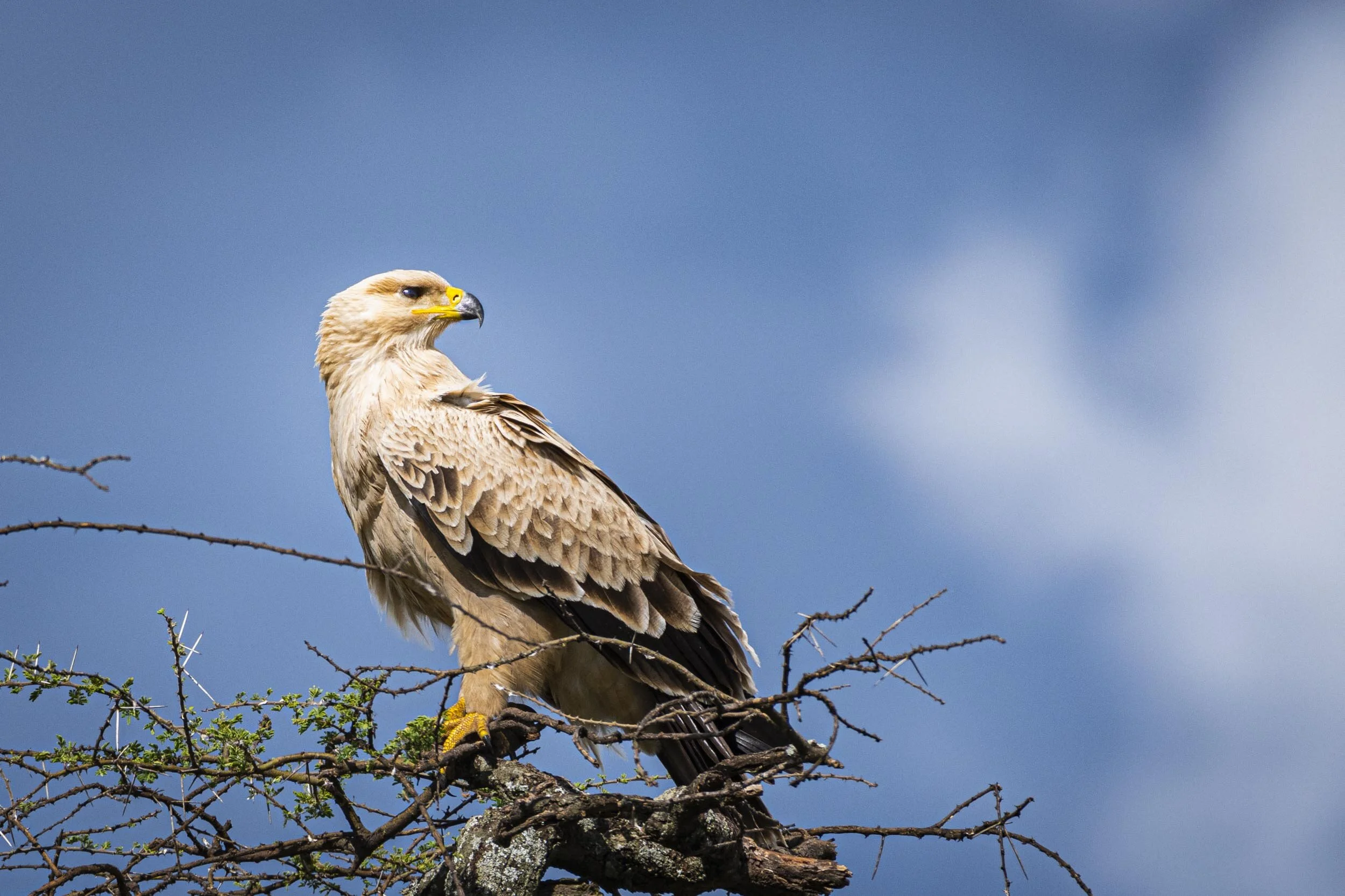 <span>Tawny Eagle</span><br><em>Serengeti, Tanzania</em>