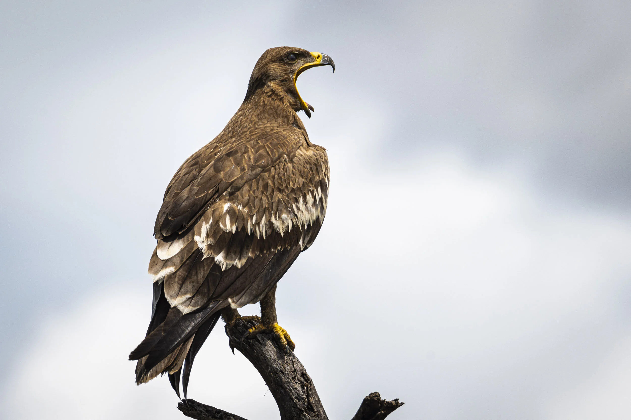 <span>Tawny Eagle</span><br><em>Serengeti, Tanzania</em>