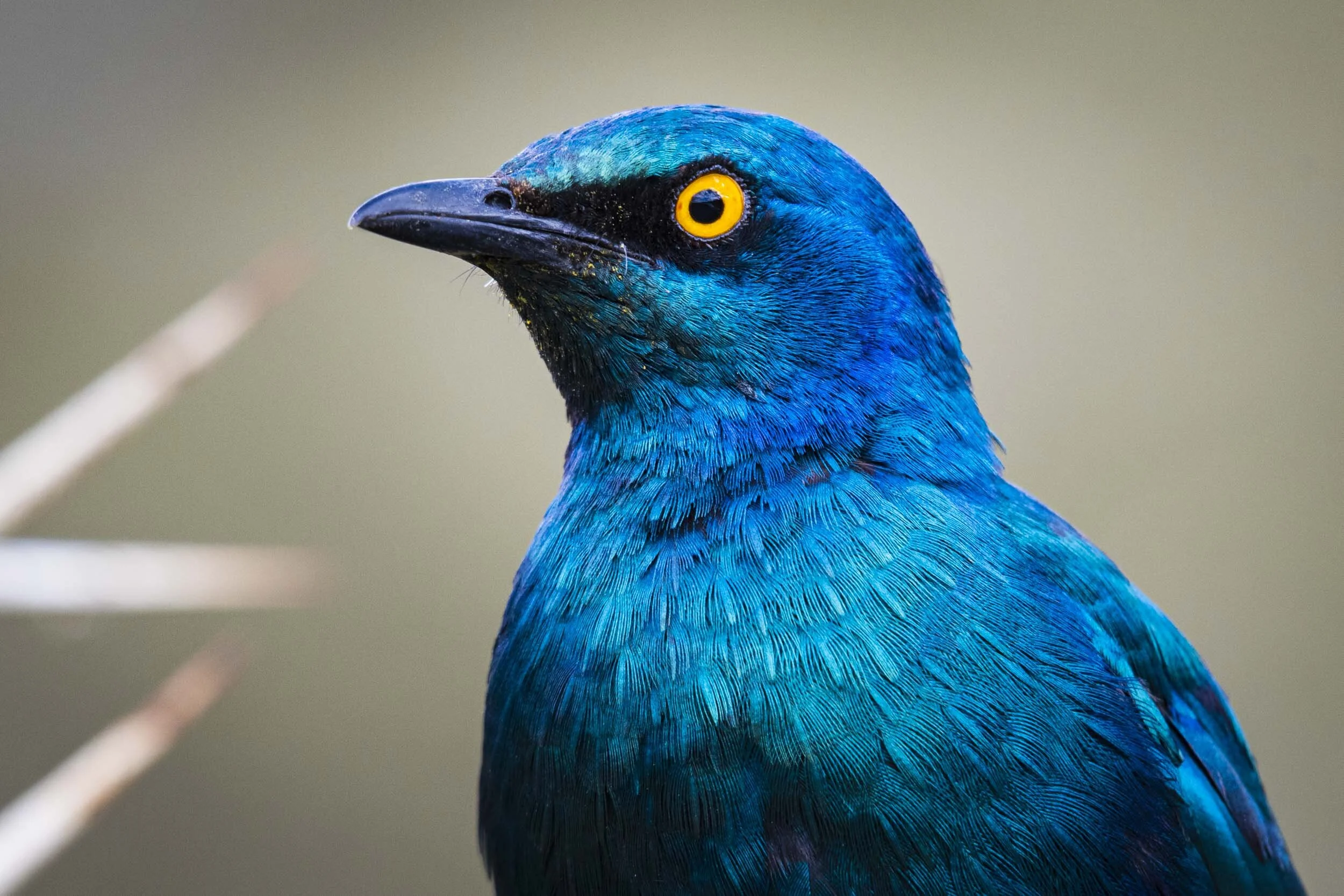 <span>Greater Blue-Eared Starling</span><br><em>Lake Nakuru, Kenya</em>