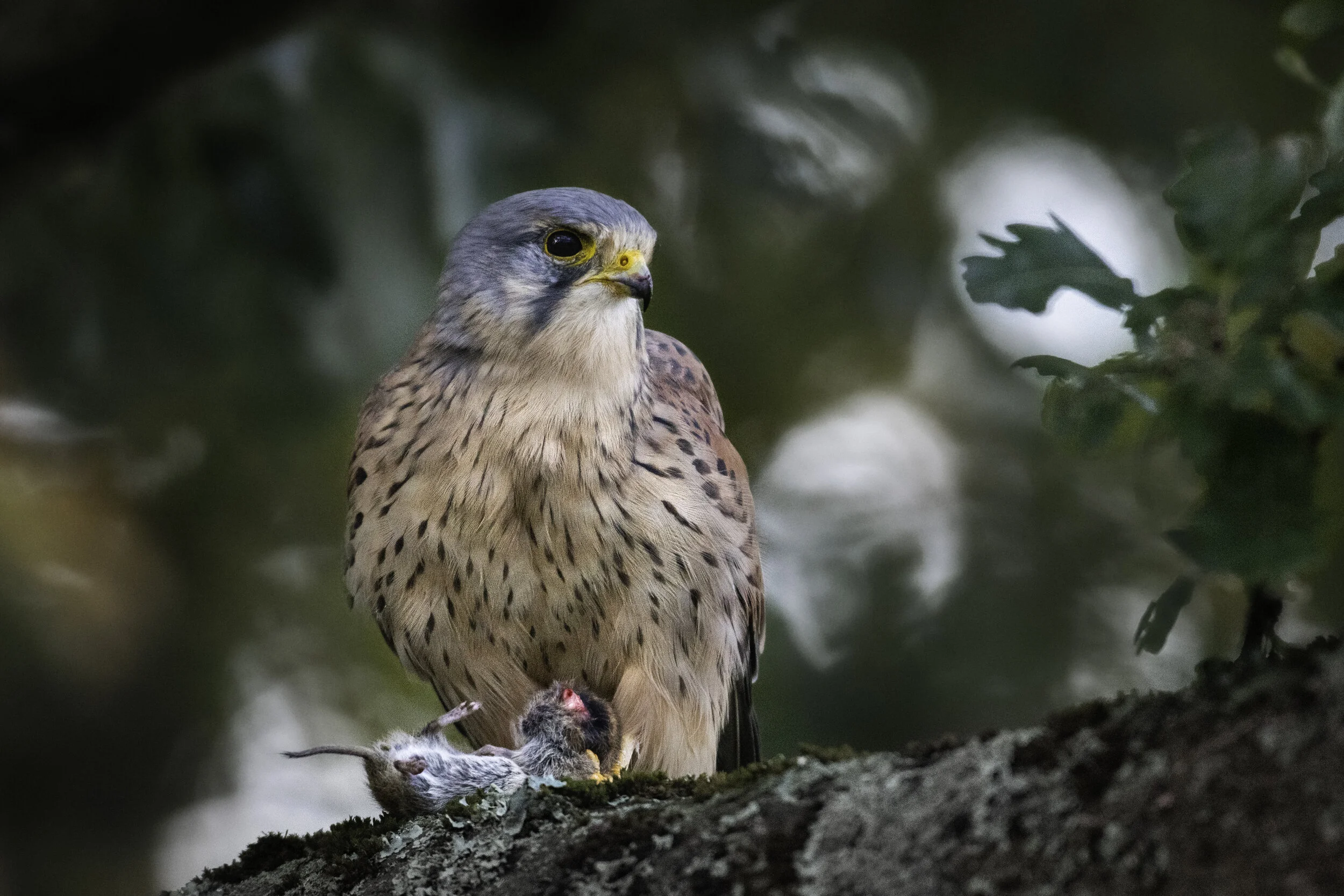 <span>European Krestel</span><br><em>London, England</em>