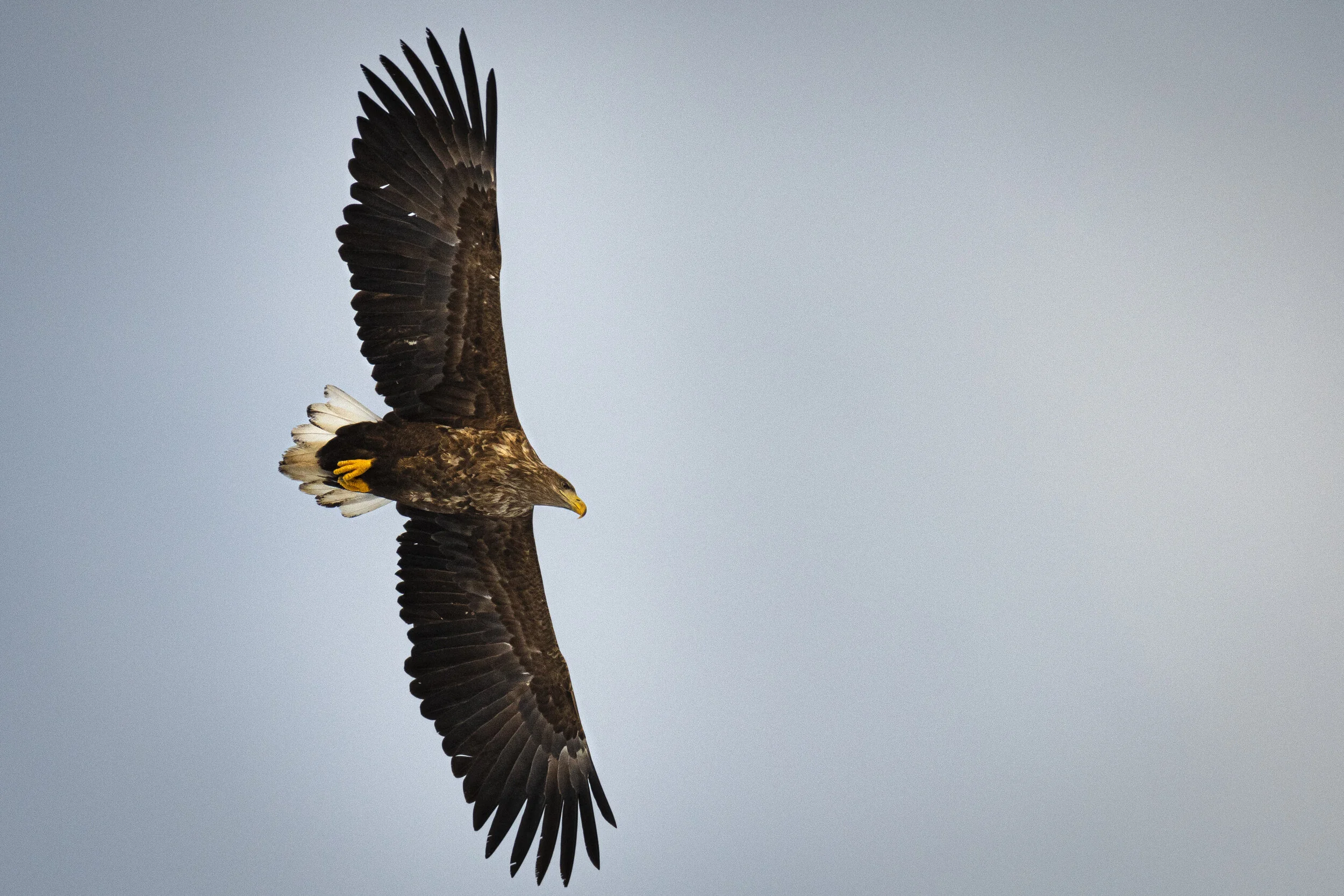 <span>White-Tailed Eagle</span><br><em>Tromso, Norway</em>