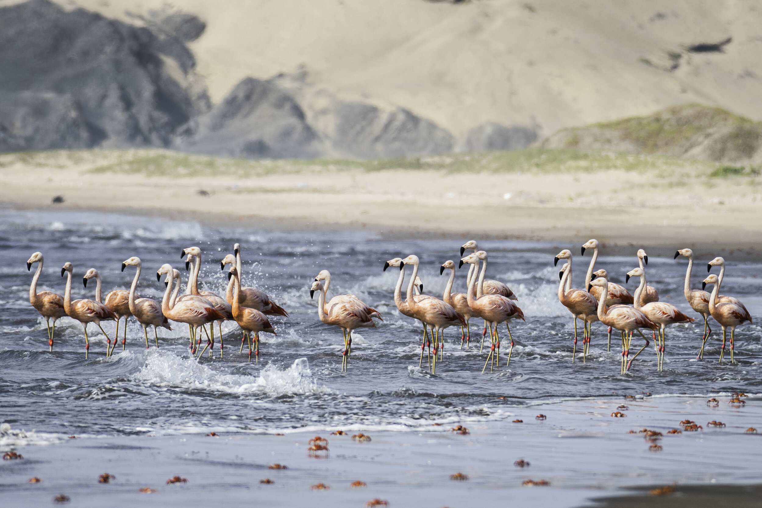 <span>Chilean Flamingo</span><br><em>Illescas, Peru</em>