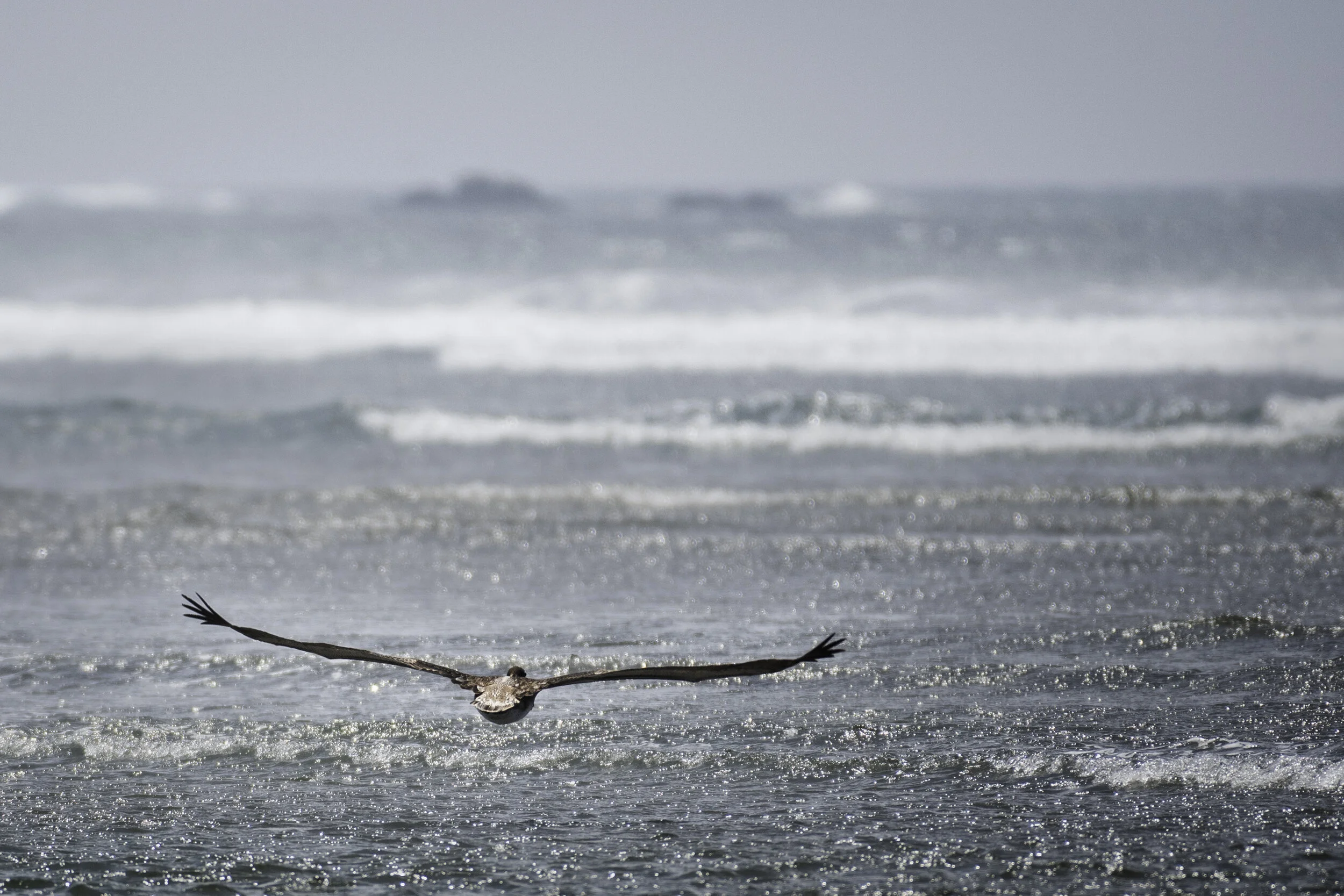 <span>Peruvian Pelican</span><br><em>Illescas, Peru</em>