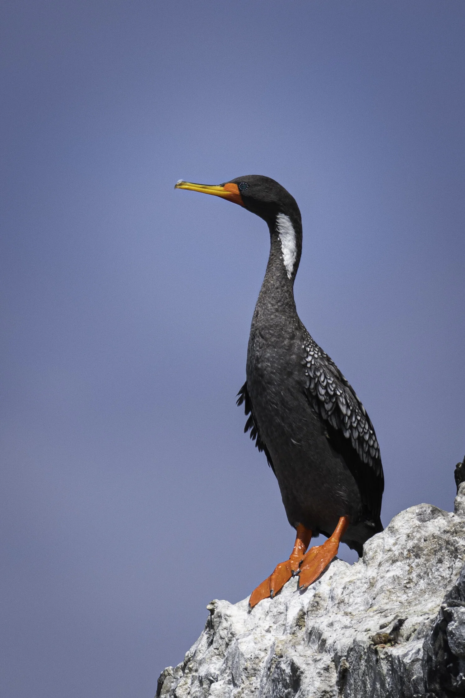 <span>Red-Legged Cormorant</span><br><em>Illescas, Peru</em>