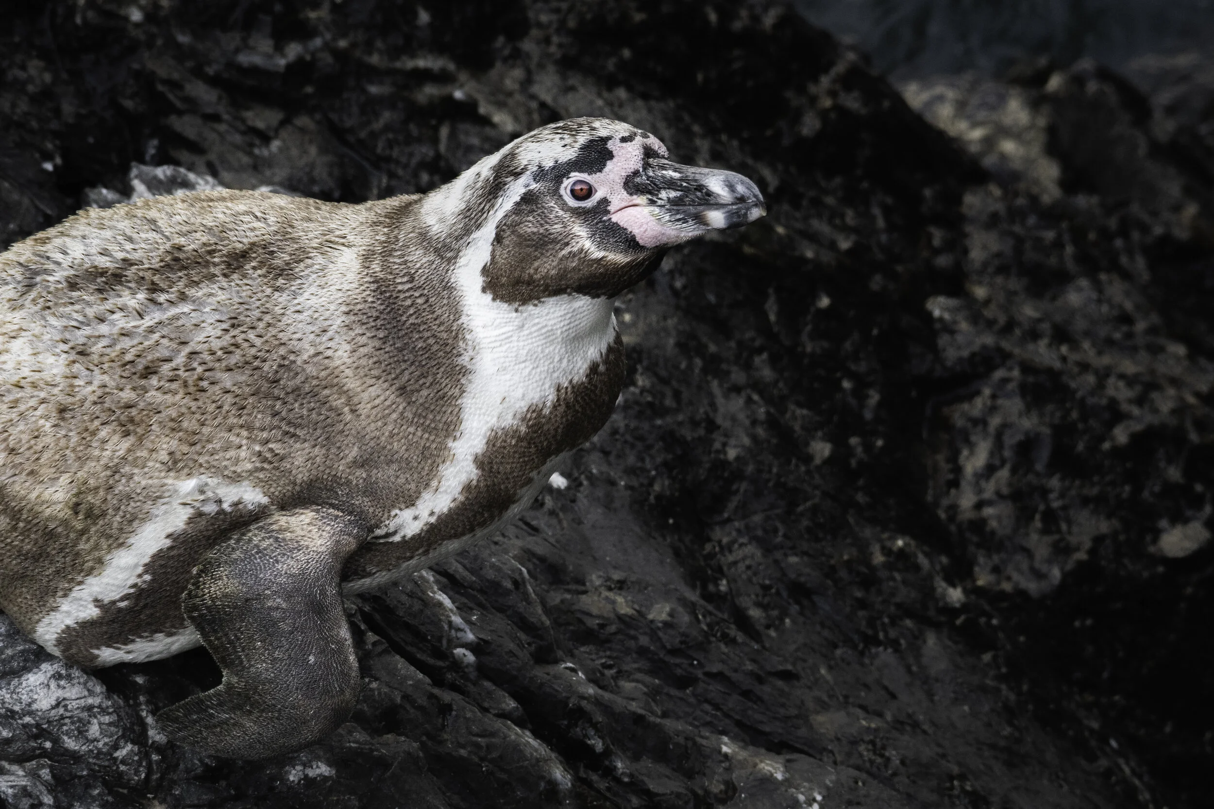 <span>Humboldt Penguin</span><br><em>Illescas, Peru</em>