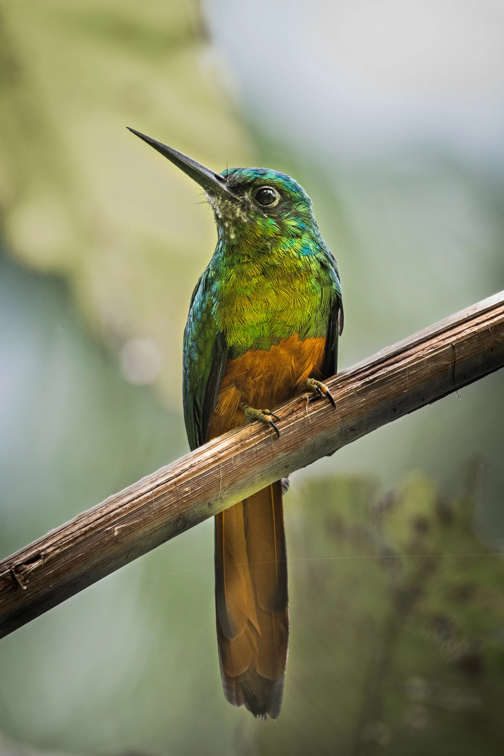 <span>Bluish Fronted Jacamar</span><br><em>Tambopata, Peru</em>