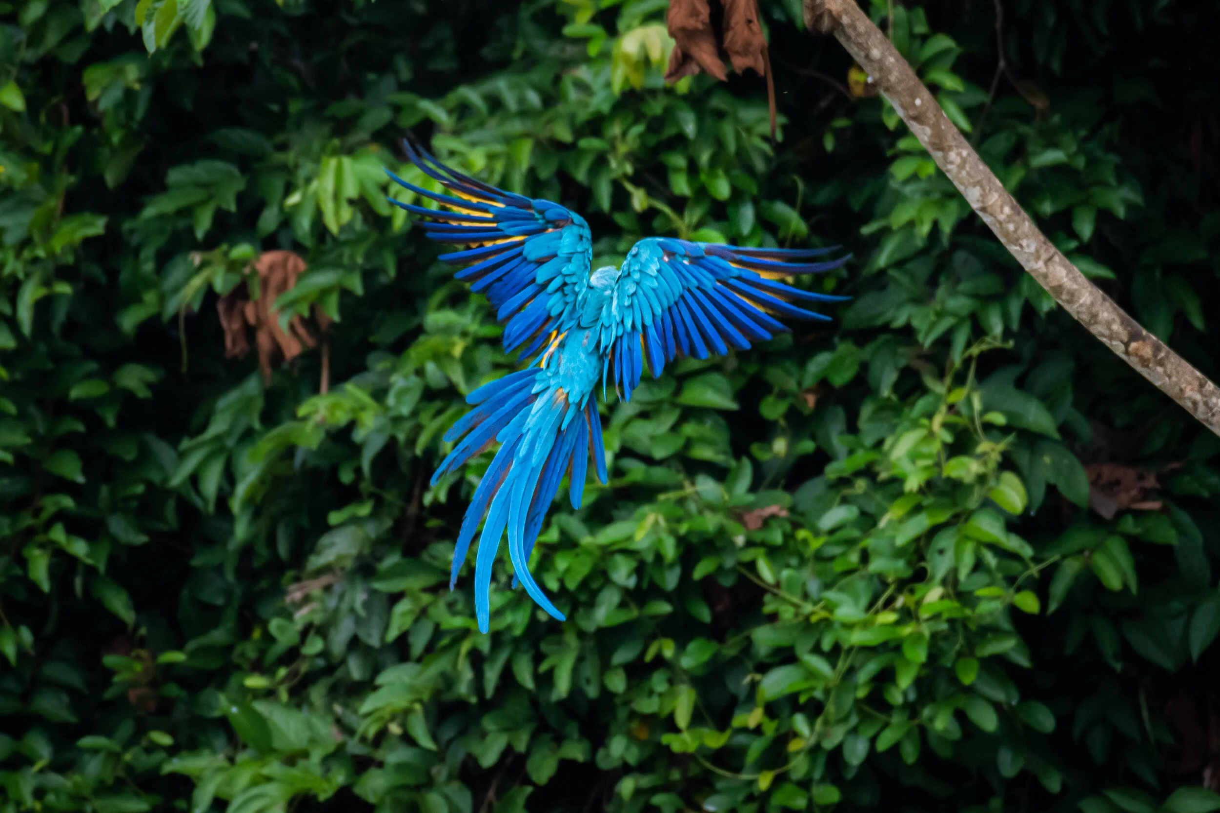 <span>Blue and Yellow Macaw</span><br><em>Tambopata, Peru</em>