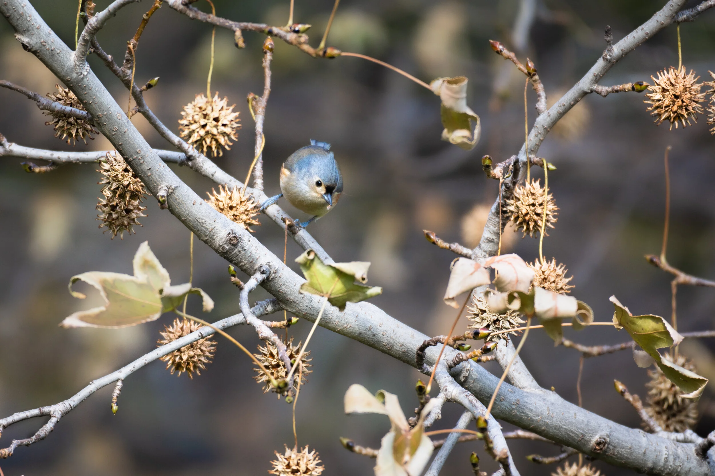 <span>Tufted Titmouse</span><br><em>New York City, USA</em>