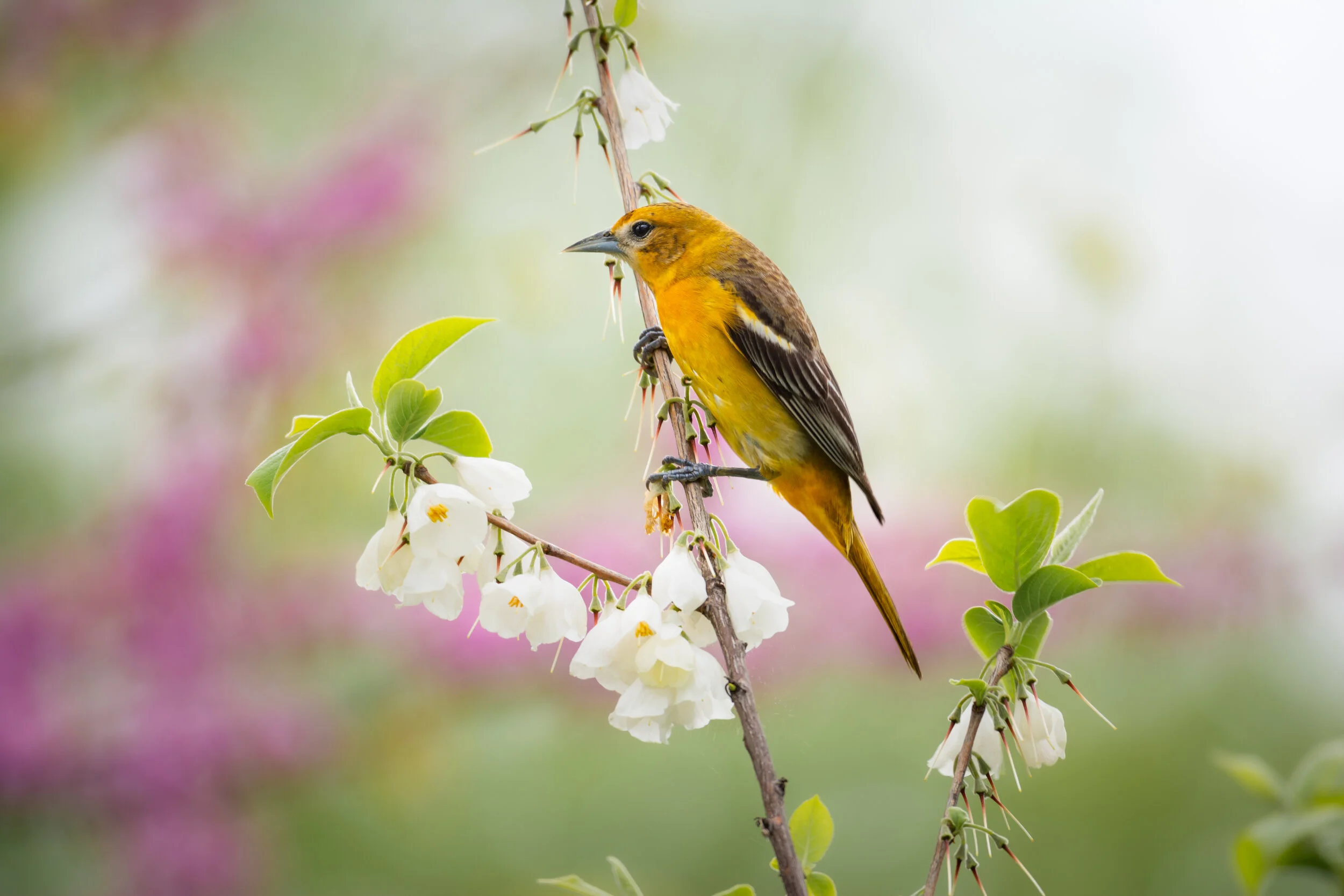 <span>Baltimore Oriole</span><br><em>New York City, USA</em>