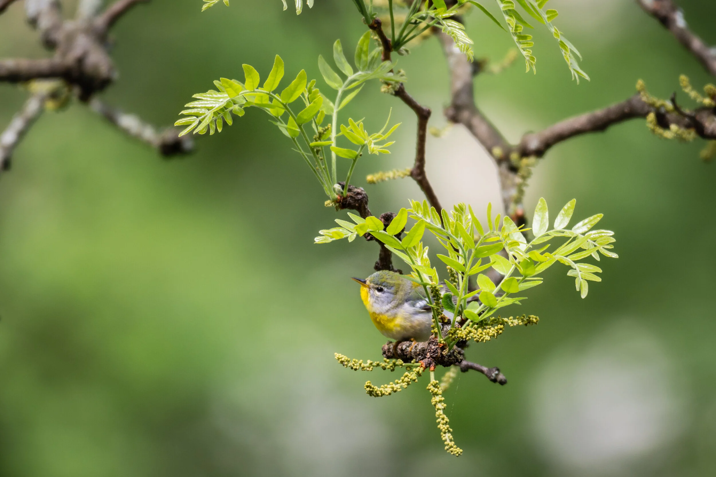 <span>Northern Parula</span><br><em>New York City, USA</em>