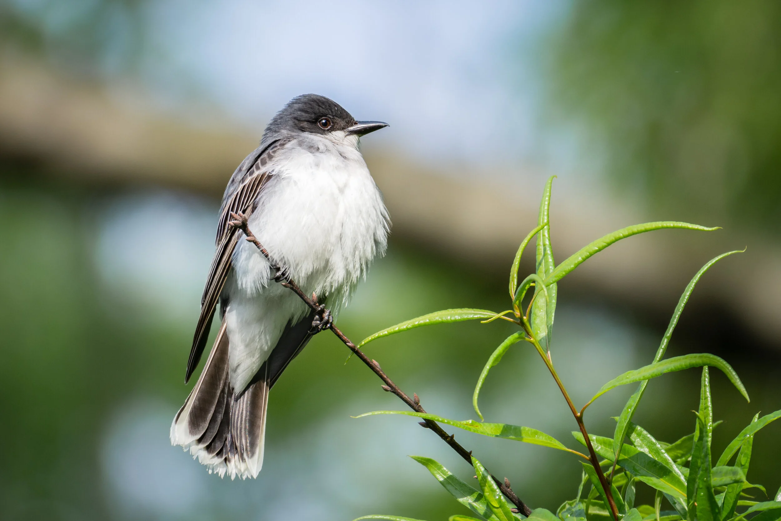 <span>Eastern Kingbird</span><br><em>New York City, USA</em>