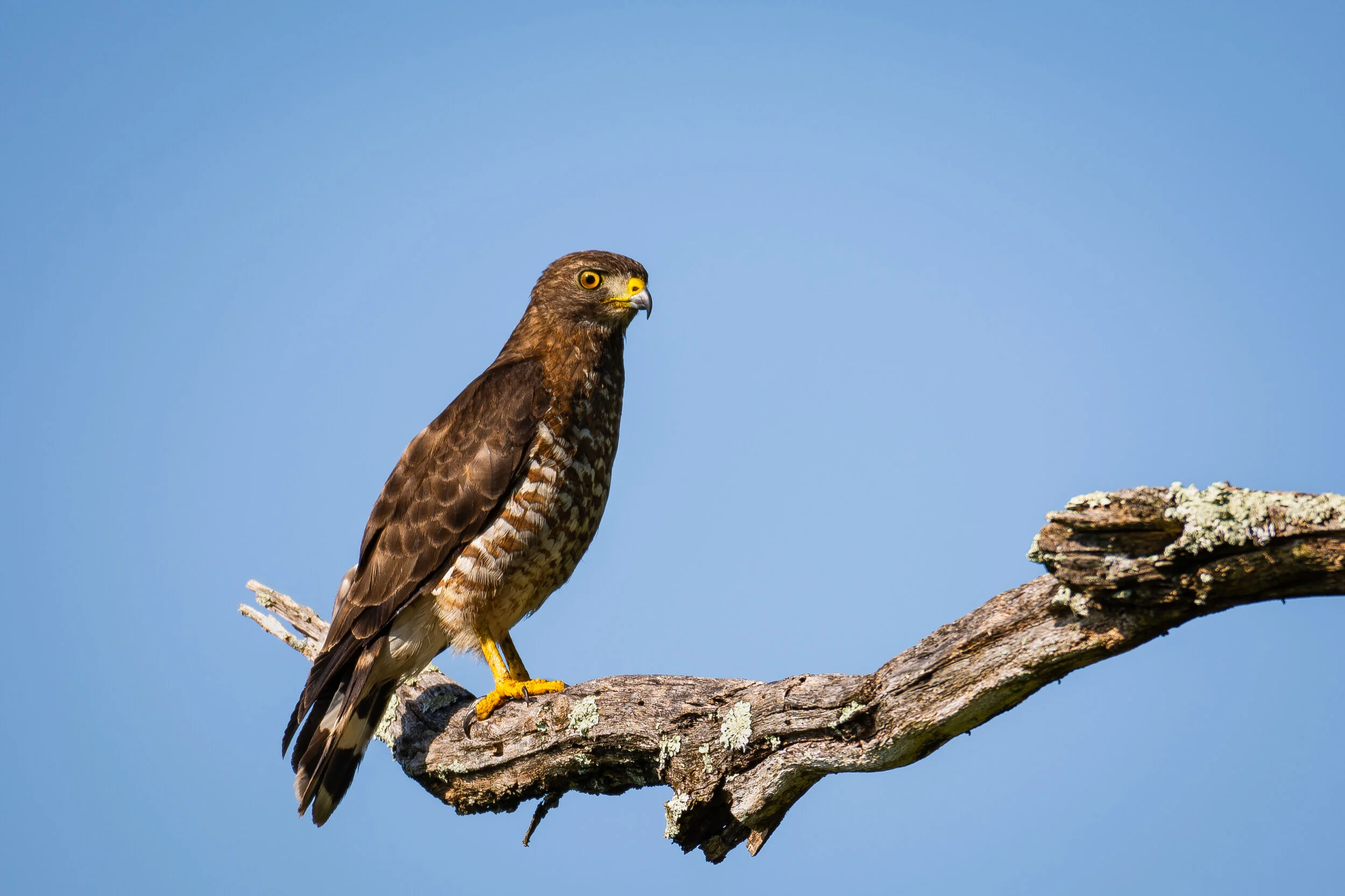 <span>Broad Winged Hawk</span><br><em>Shenandoah, USA</em>
