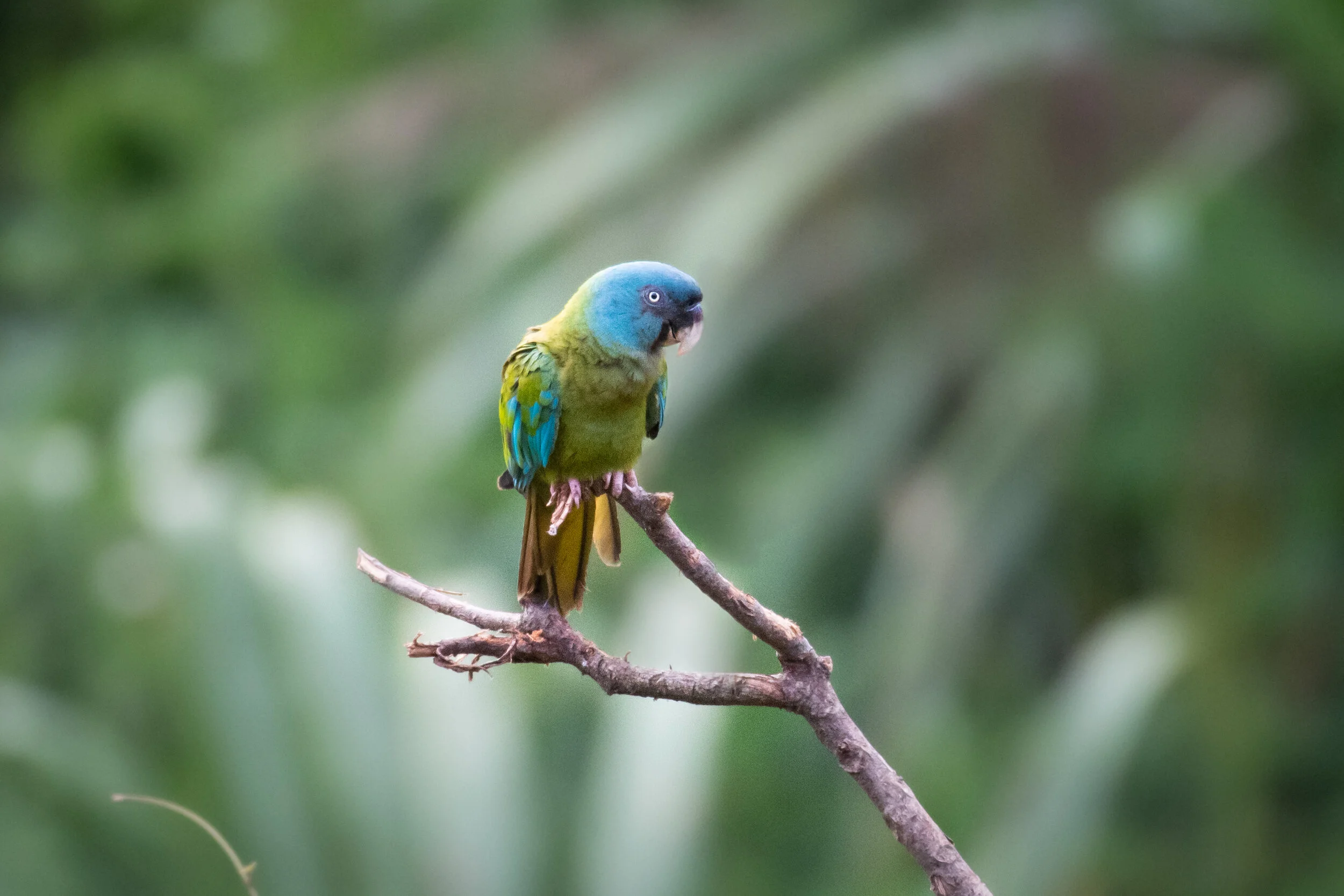 <span>Blue Headed Macaw</span><br><em>Tambopata, Peru</em>
