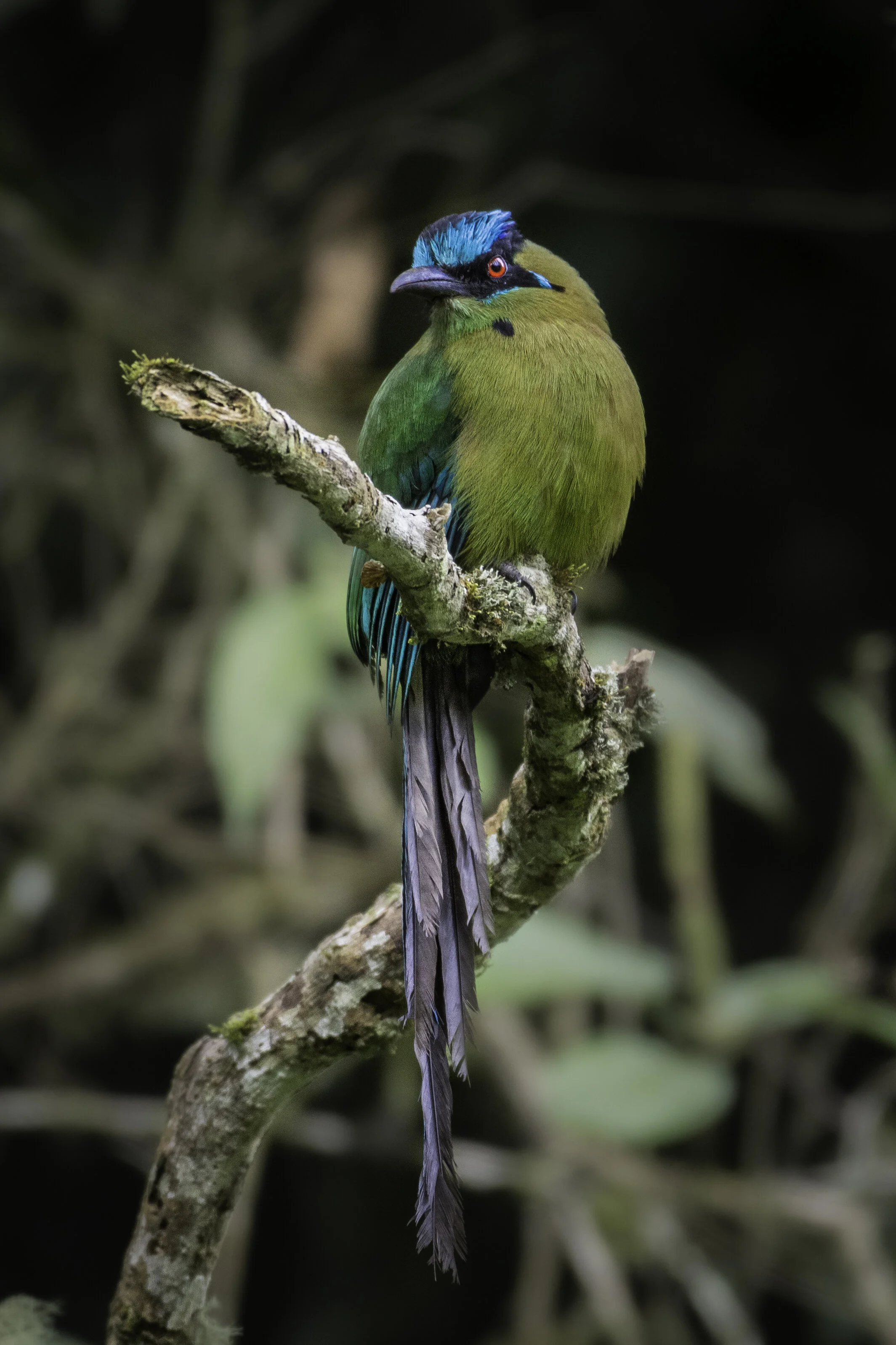 <span>Highland Motmot</span><br><em>Oxapampa, Peru</em>