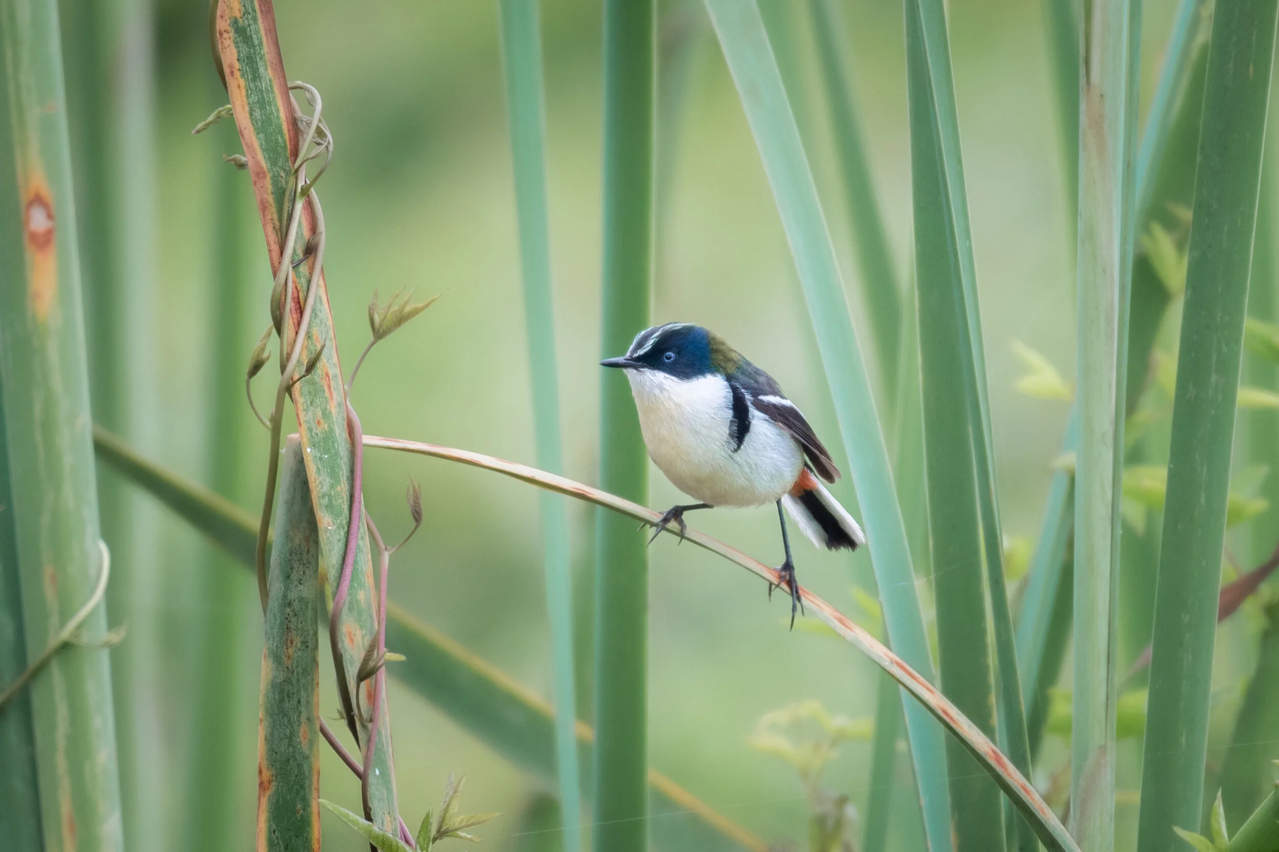 <span>Many-Colored Rush Tyrant</span><br><em>Pantanos de Villa, Peru</em>
