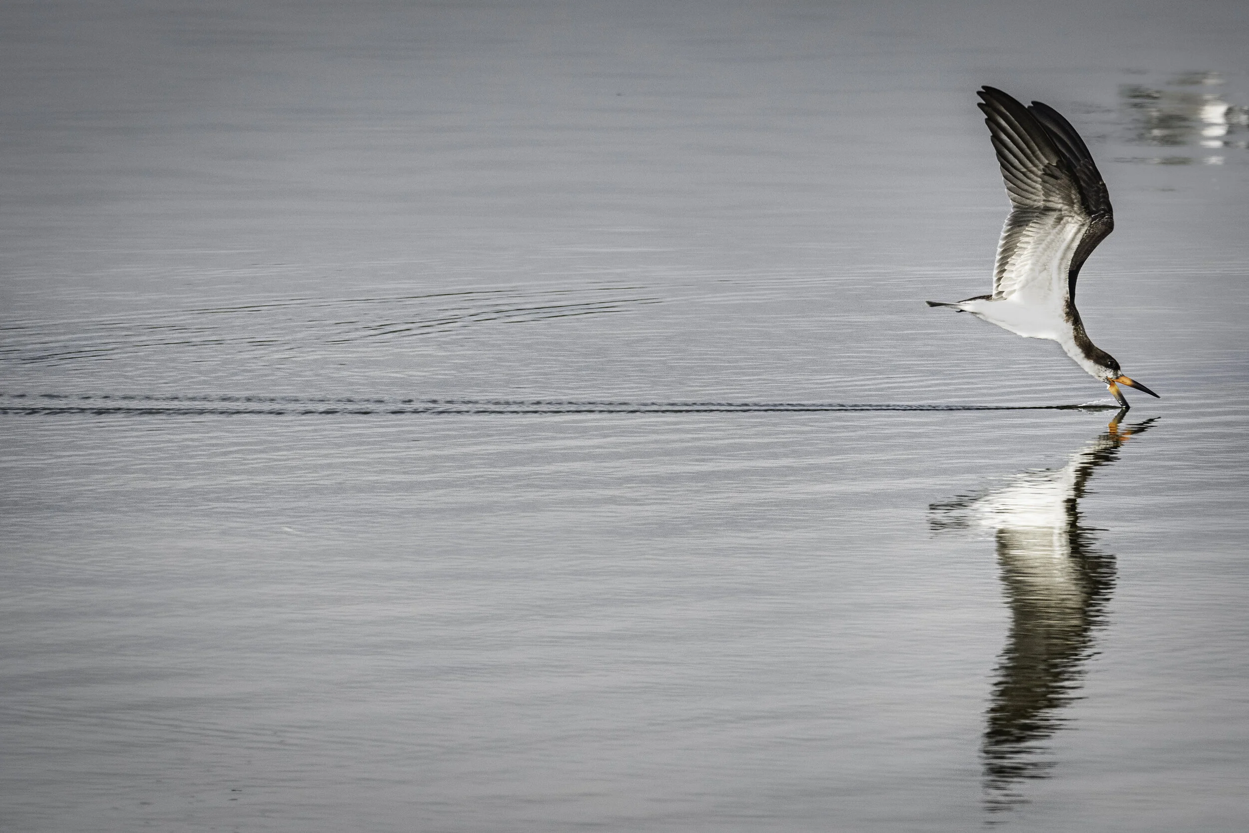 <span>Black Skimmer</span><br><em>Pantanos de Villa, Peru</em>