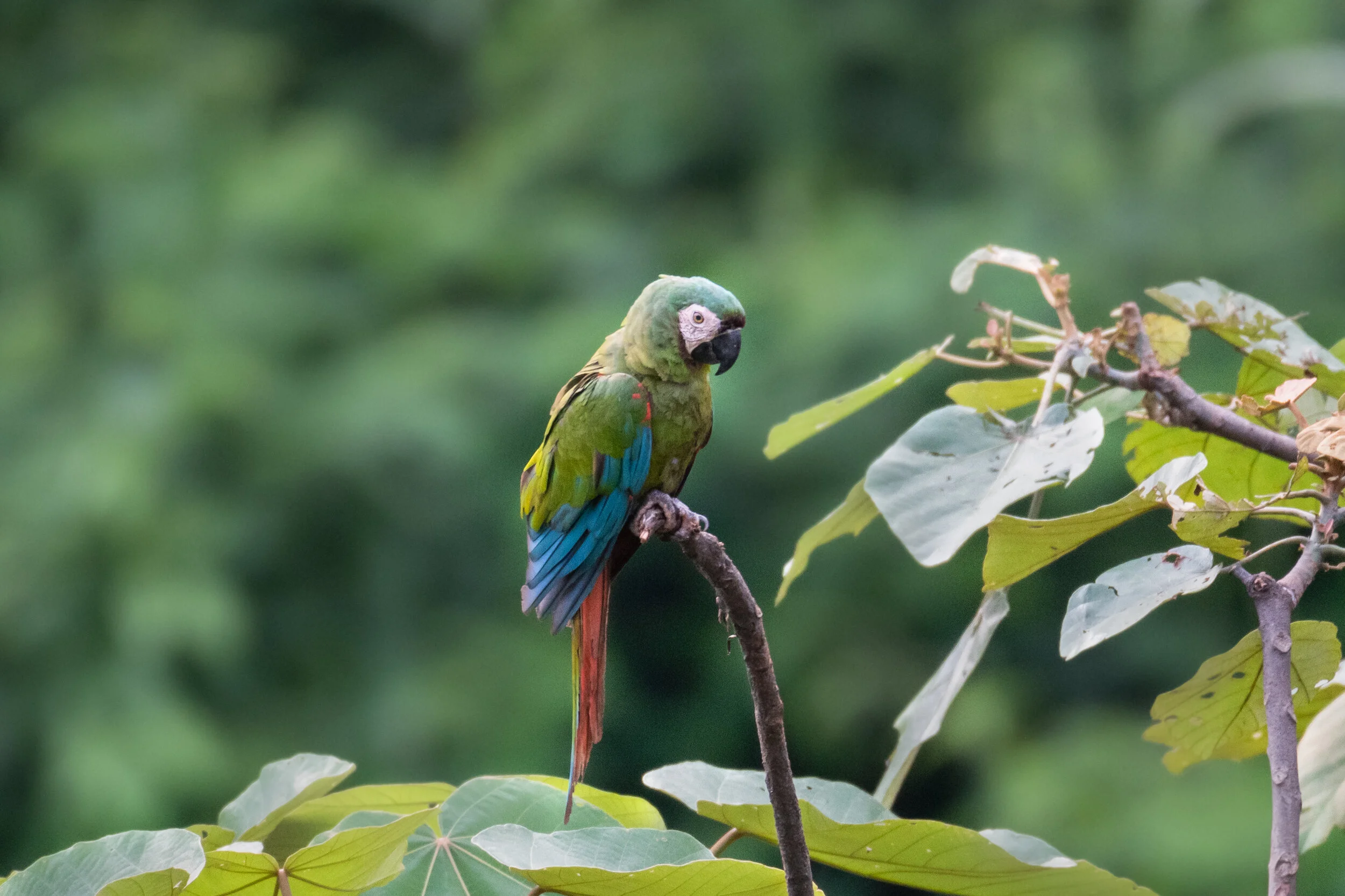 <span>Chestnut Fronted Macaw</span><br><em>Tambopata, Peru</em>