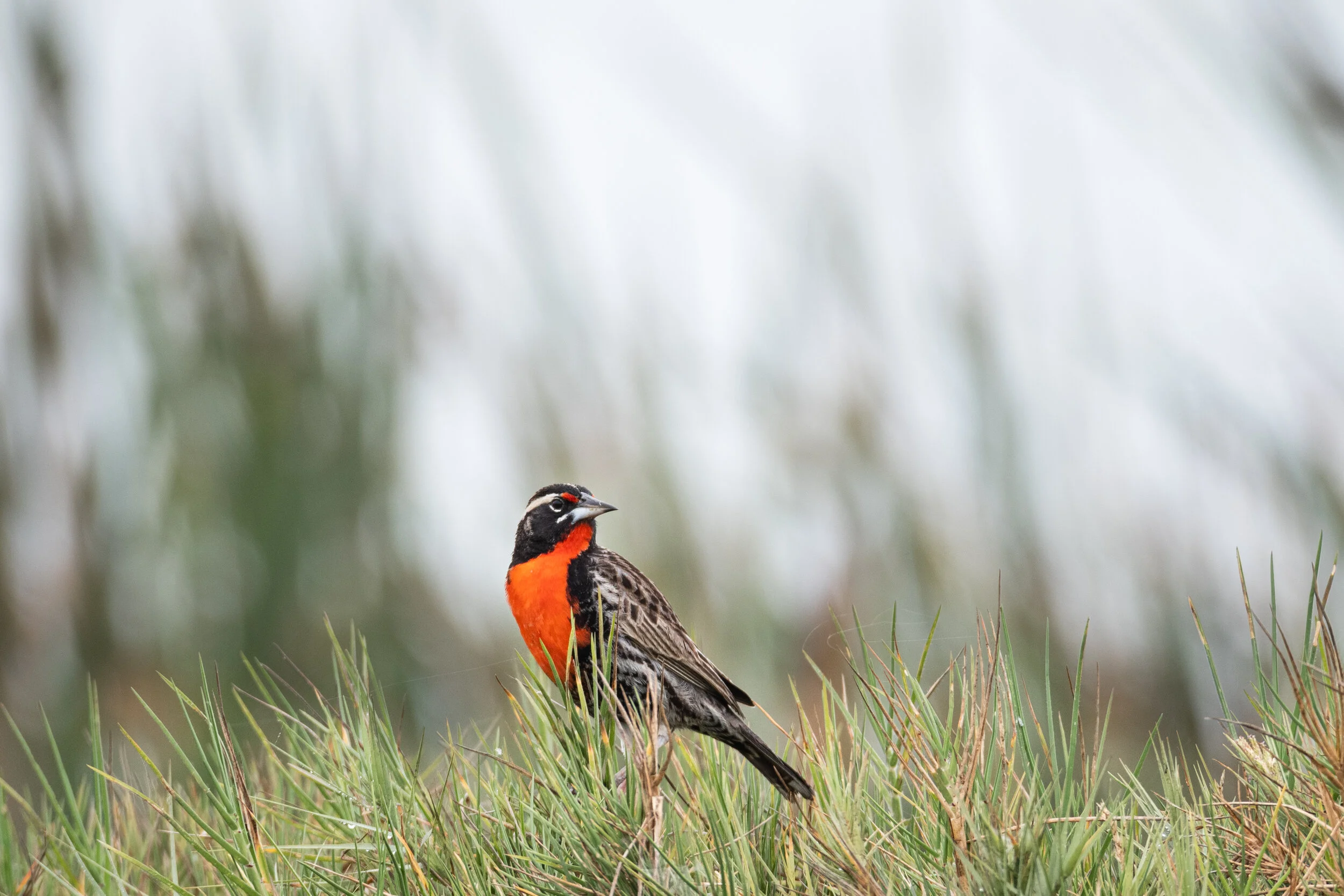 <span>Peruvian Meadowlark</span><br><em>Pantanos de Villa, Peru</em>