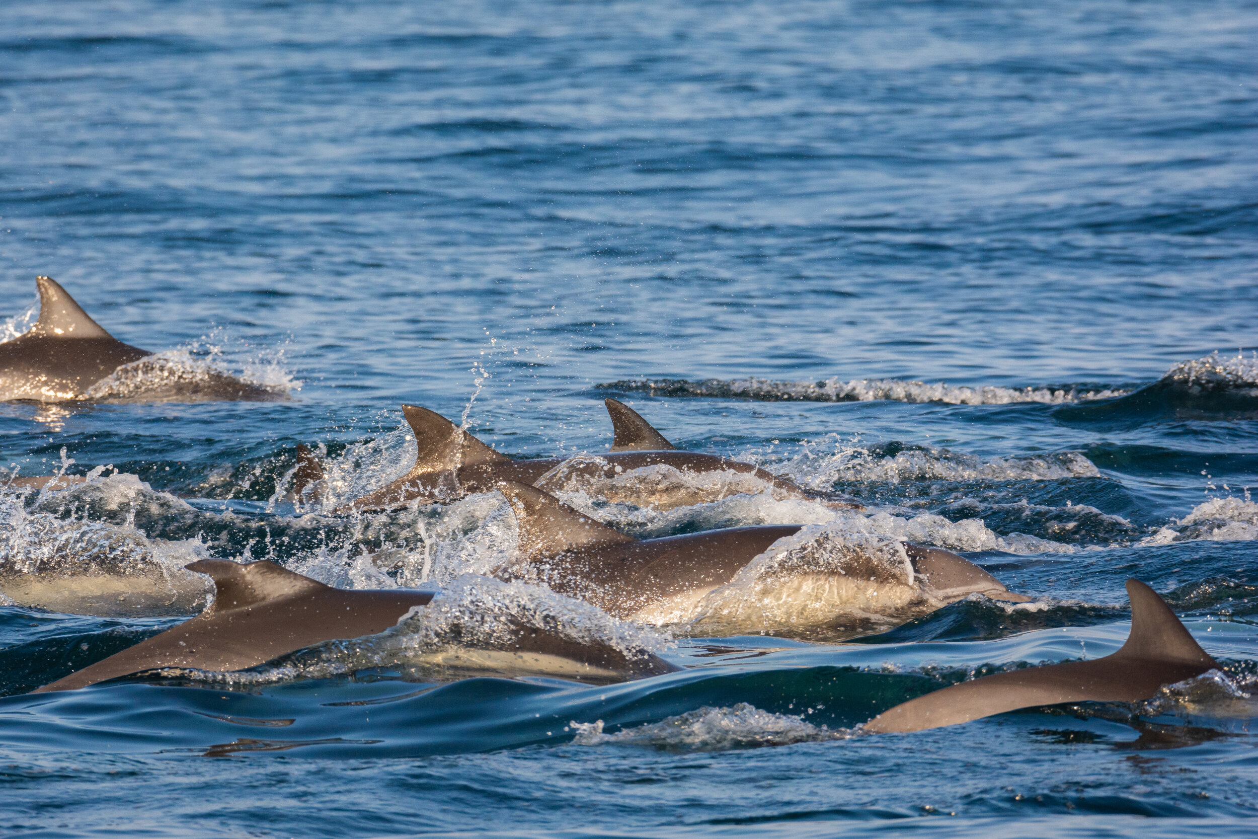 <span>Short-Beaked Dolphins</span> <br><em>Organos, Peru</em>