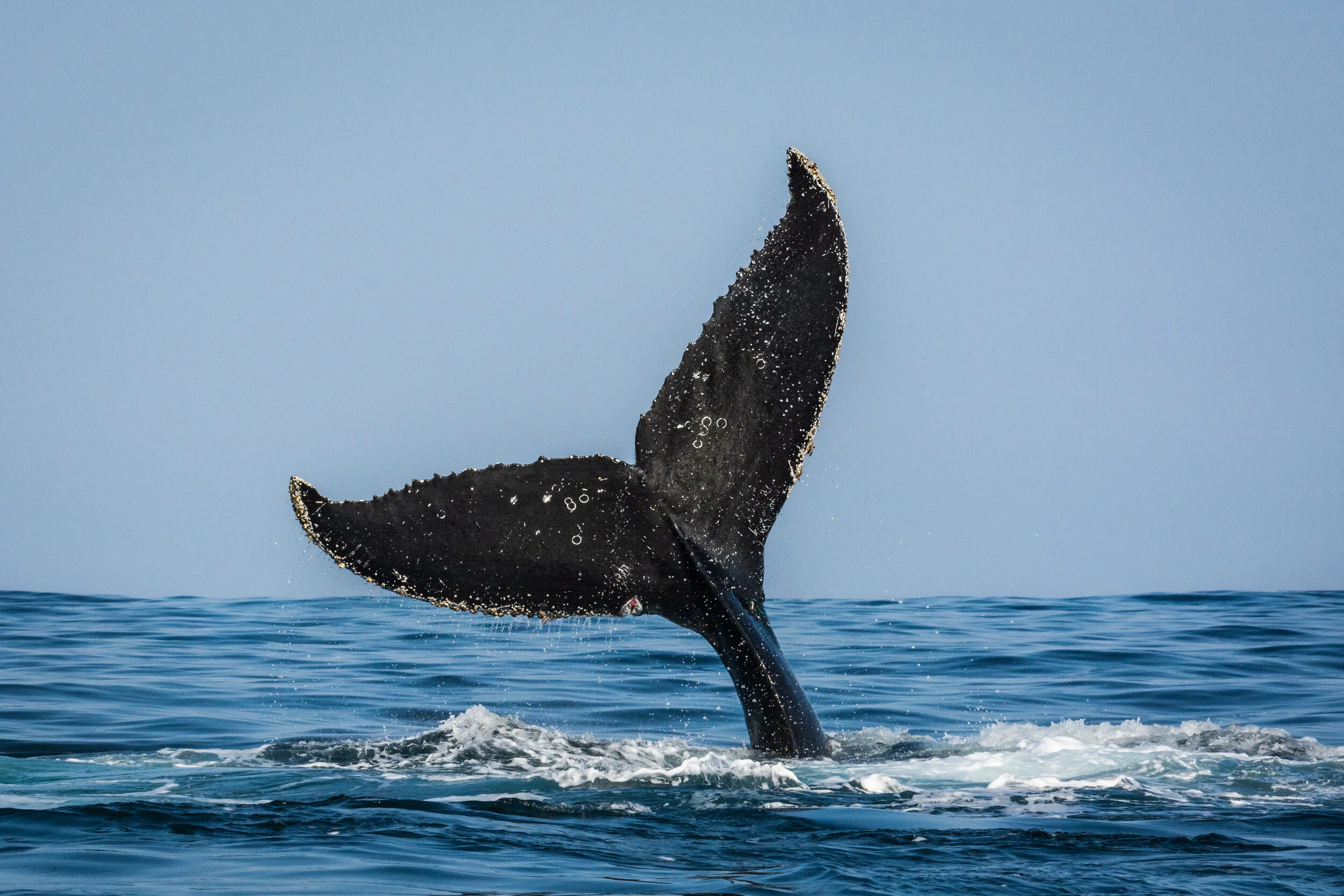 <span>Humpback Whale</span> <br><em>Organos, Peru</em>