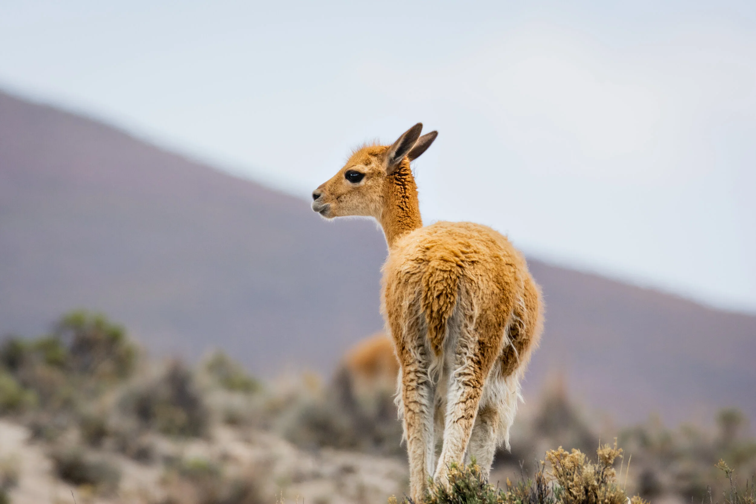 <span>Vicuña</span> <br><em>Arequipa, Peru</em>