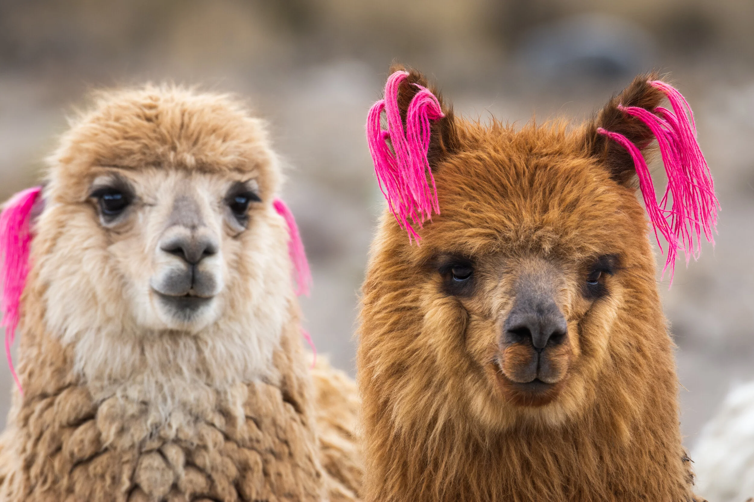 <span>Alpacas</span> <br><em>Arequipa, Peru</em>