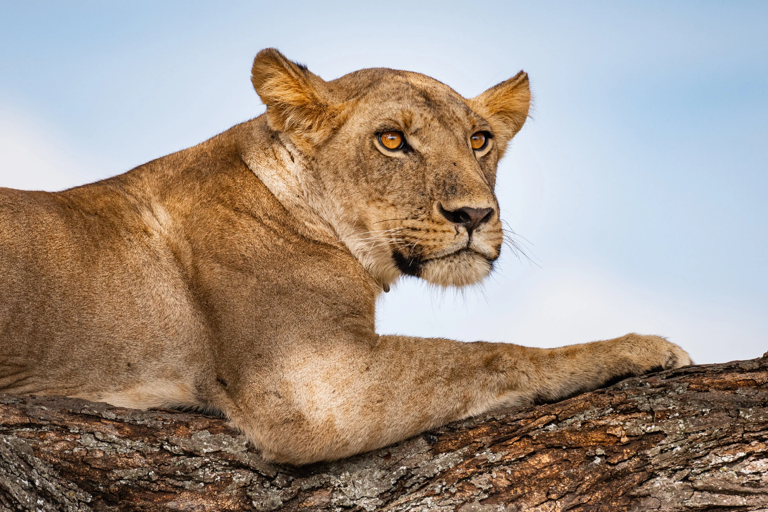 <span>Lioness</span> <br><em>Tarangire, Tanzania</em>