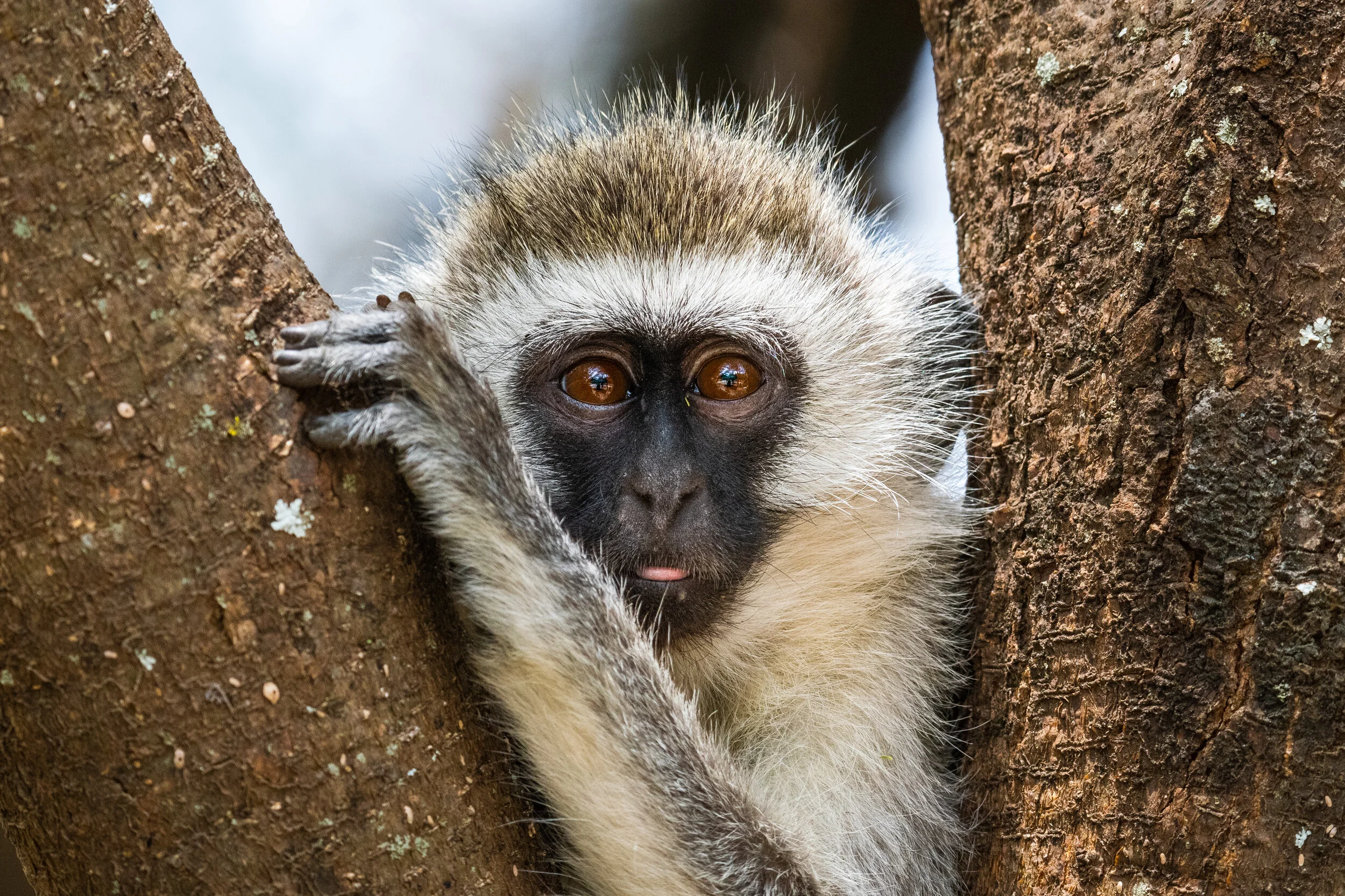 <span>Vervet Monkey</span> <br><em>Tarangire, Tanzania</em>
