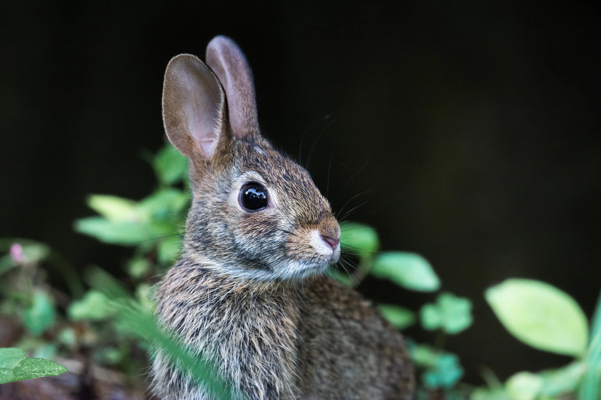 <span>Wild Rabbit</span> <br><em>Shenandoah, USA</em>