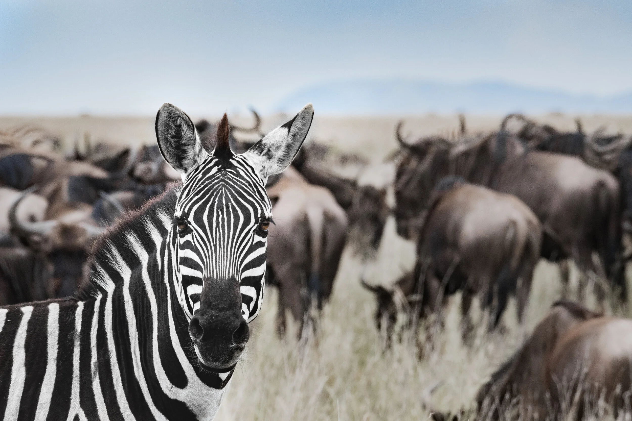 <span>Zebra & Wildebeest</span> <em><br>Serengeti, Tanzania</em>