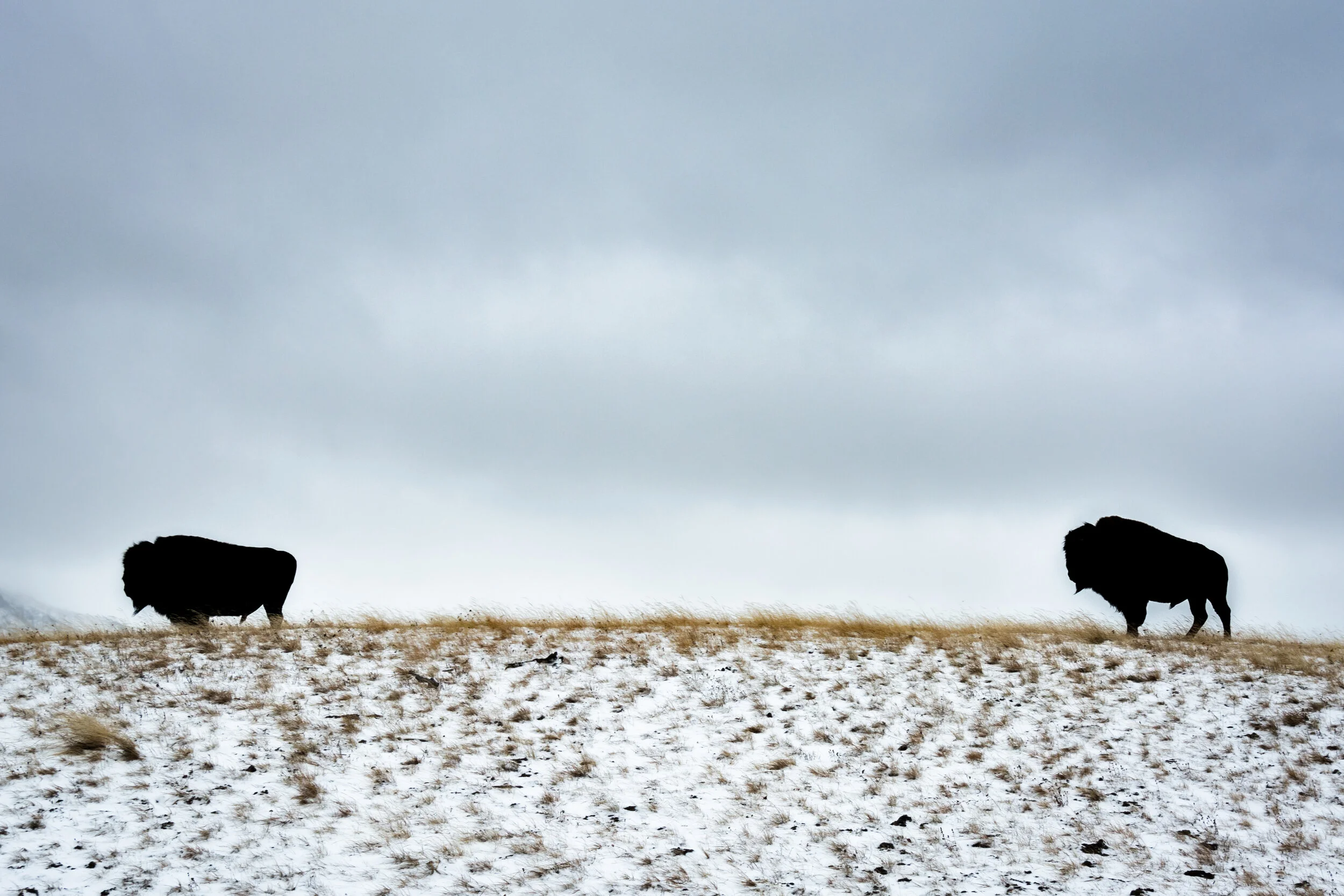 <span>Buffalos</span><br><em>Yellowstone, USA</em>