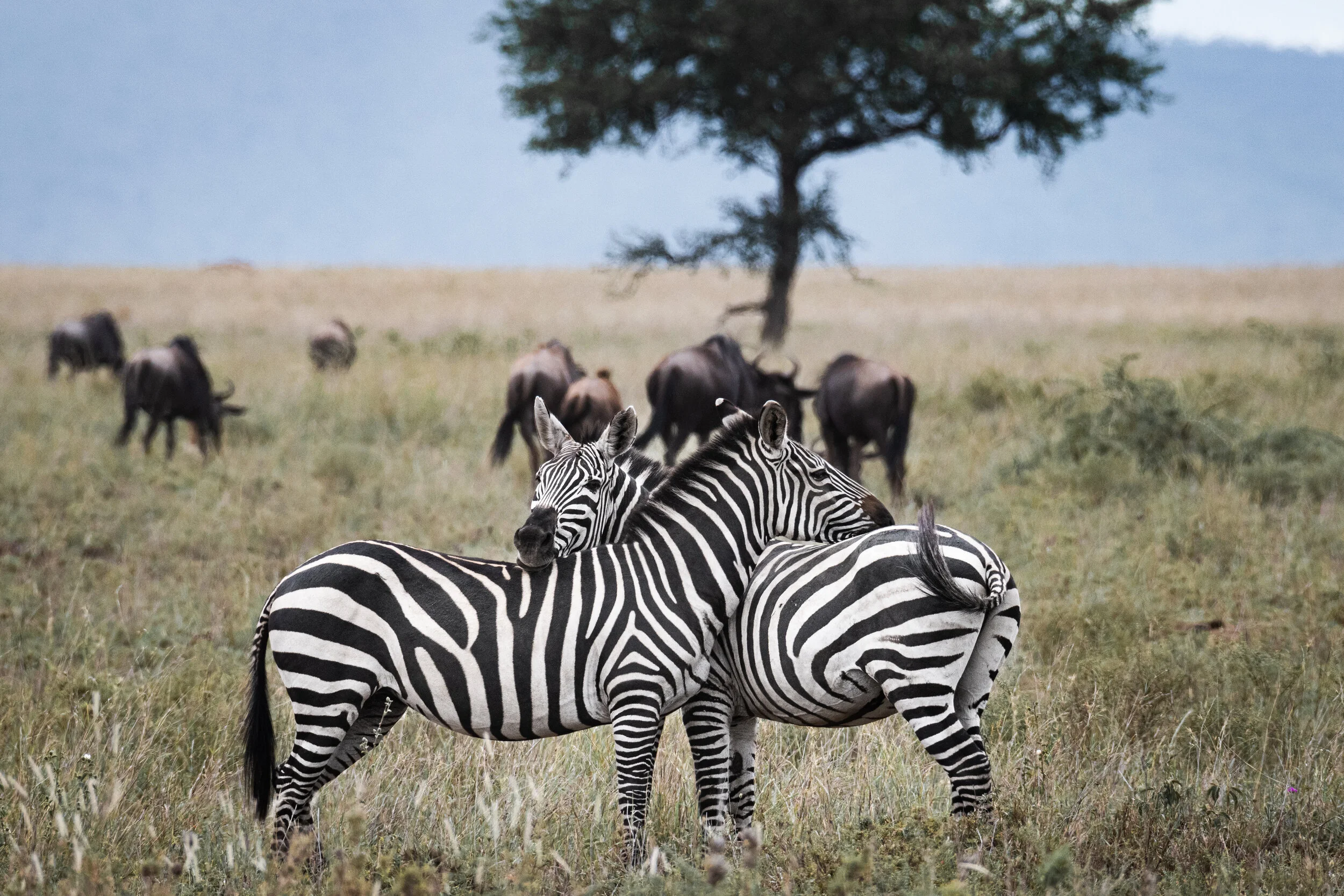 <span>Zebras</span><br><em>Serengeti, Tanzania</em>