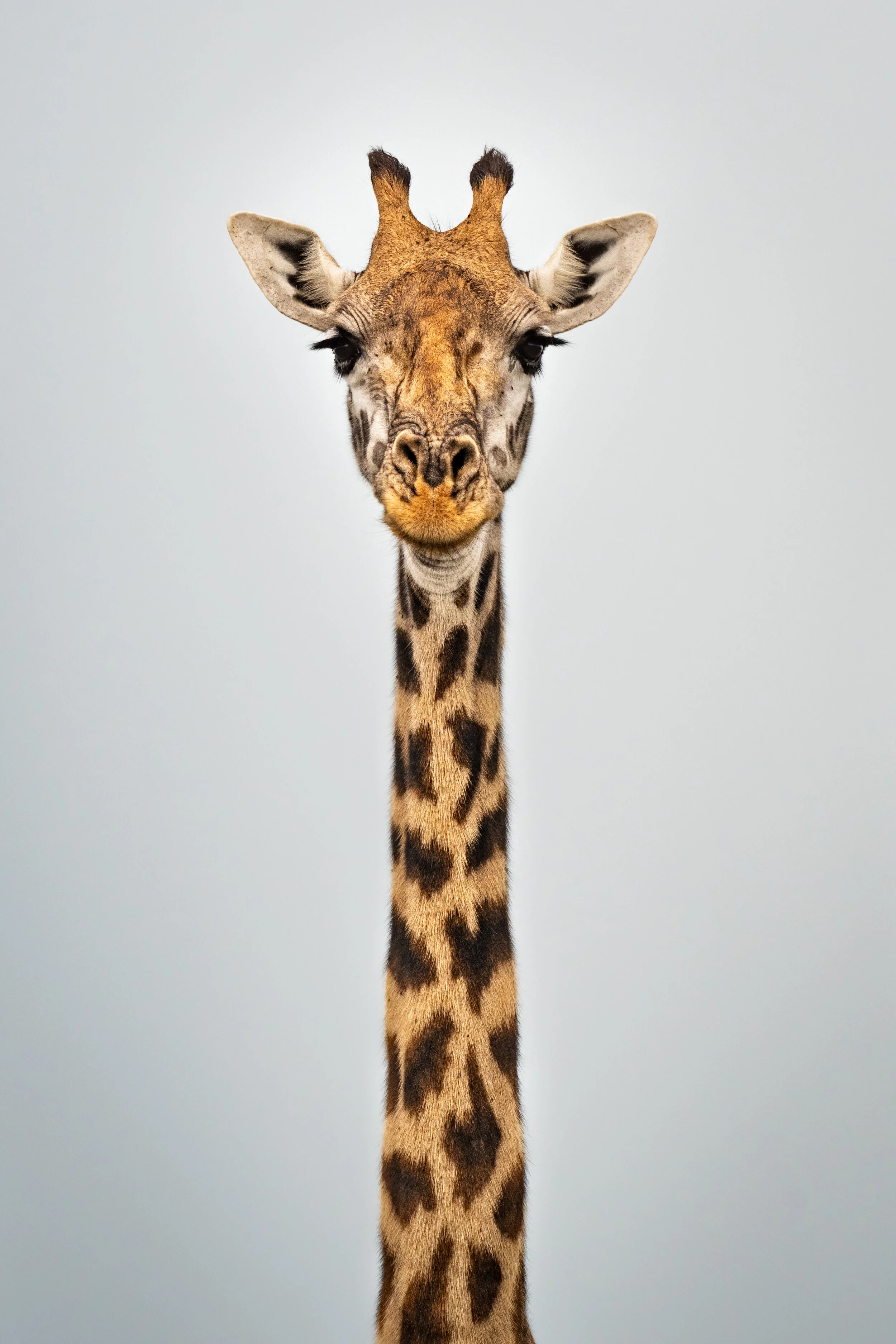 <span>Masai Giraffe</span><br><em>Serengeti, Tanzania</em>