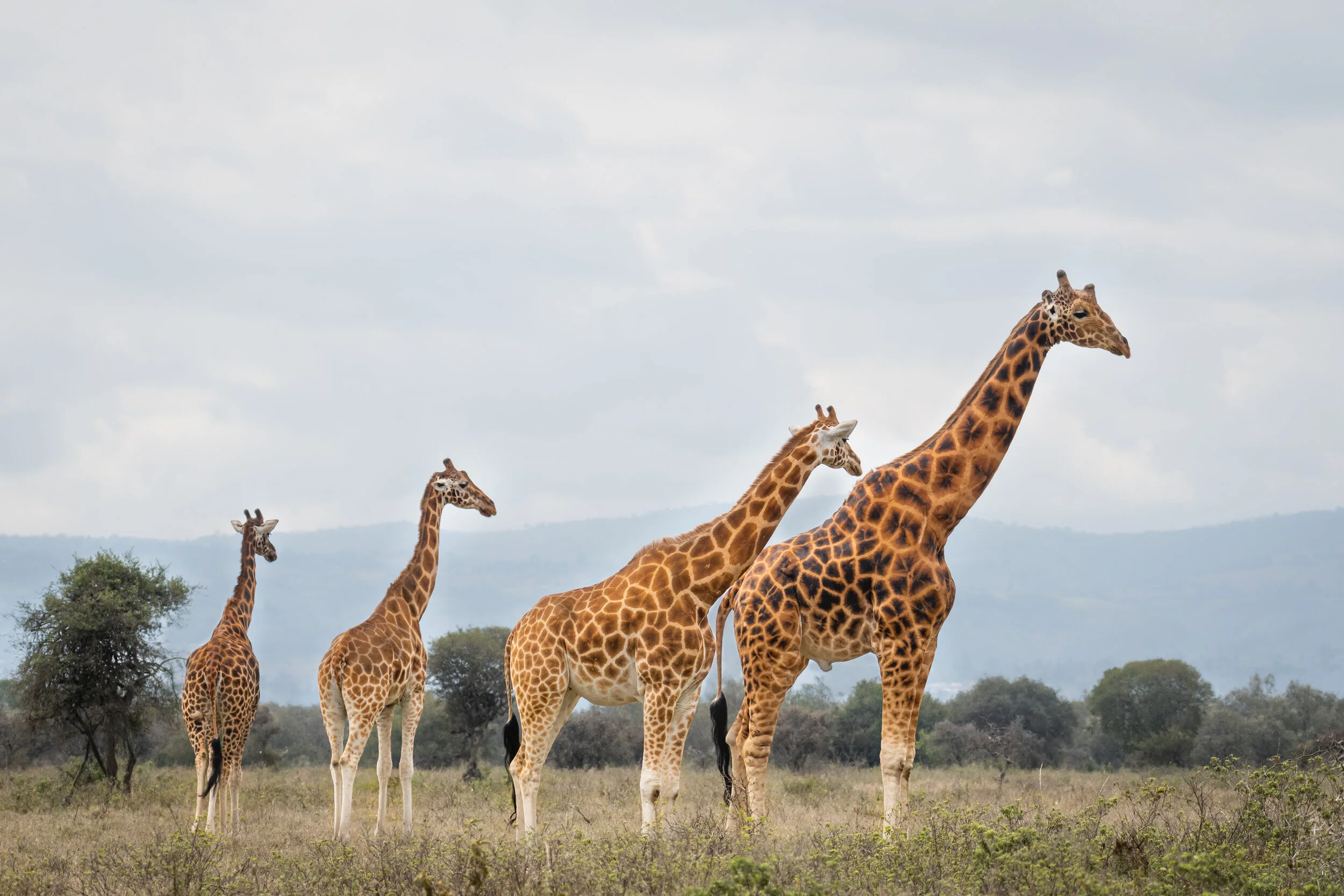 <span>Rothschild Giraffes</span><br><em>Lake Nakuru, Kenya</em>