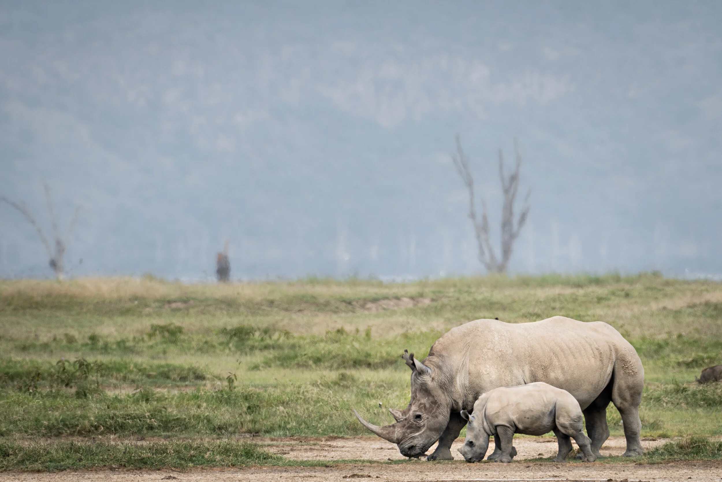 <span>White Rhinos</span><br><em>Lake Nakuru, Kenya</em>