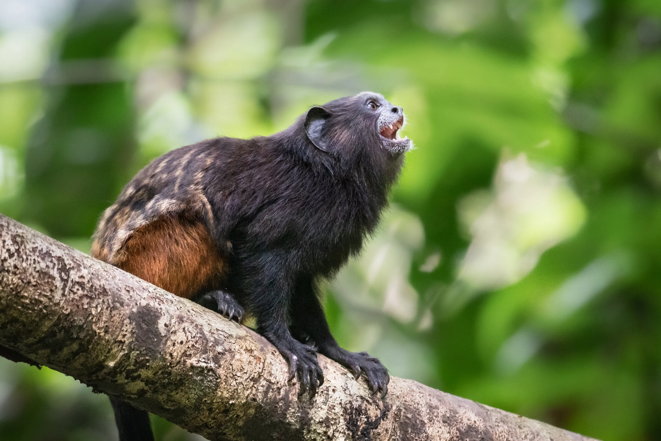 <span>Tamarin Monkey</span><br><em>Tambopata, Peru</em>