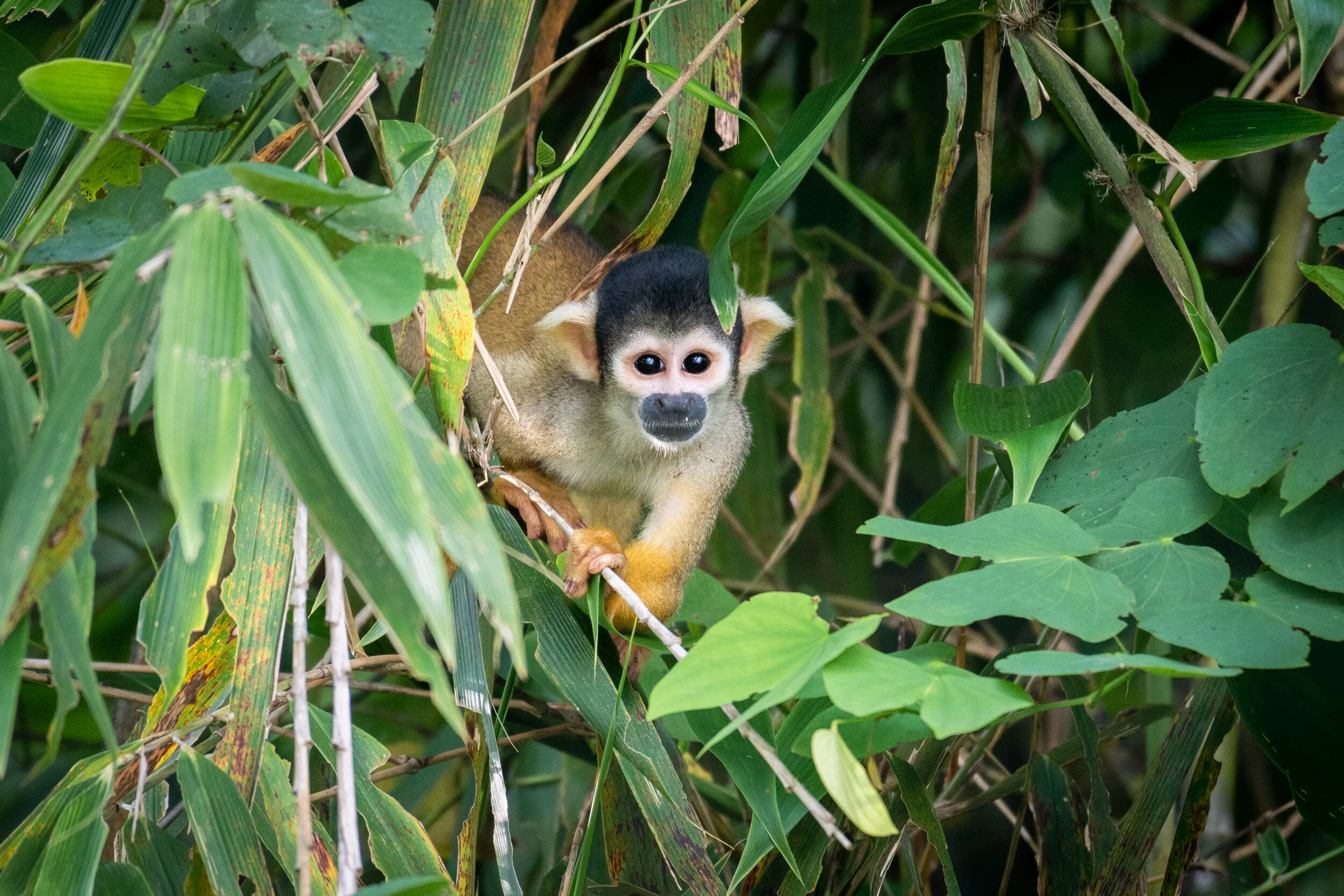 <span>Squirrel Monkey</span><br><em>Tambopata, Peru</em>