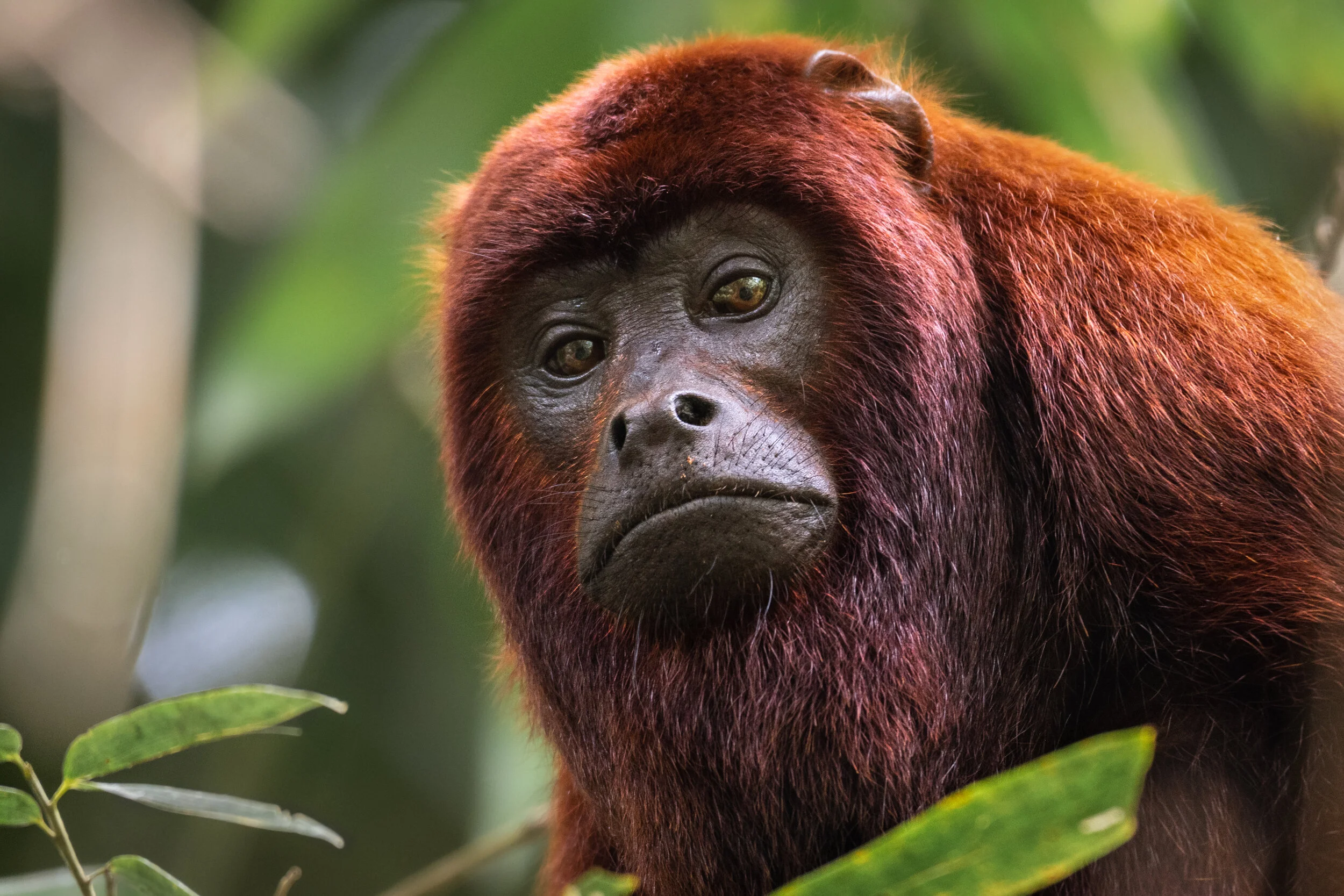 <span>Red Howler Monkey</span><br><em>Tambopata, Peru</em>