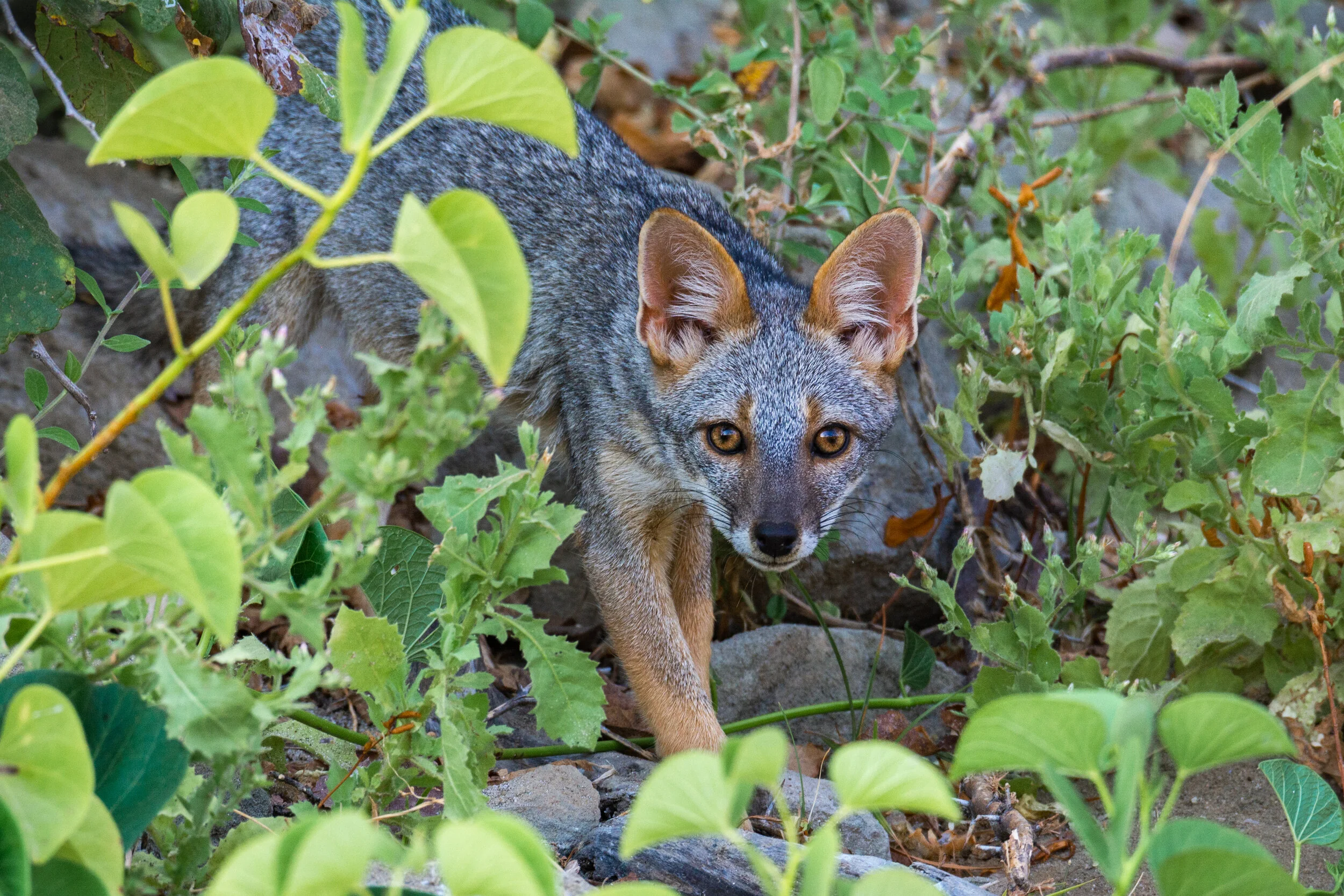 <span>Coastal Fox</span> <em><br>Amotape, Peru</em>