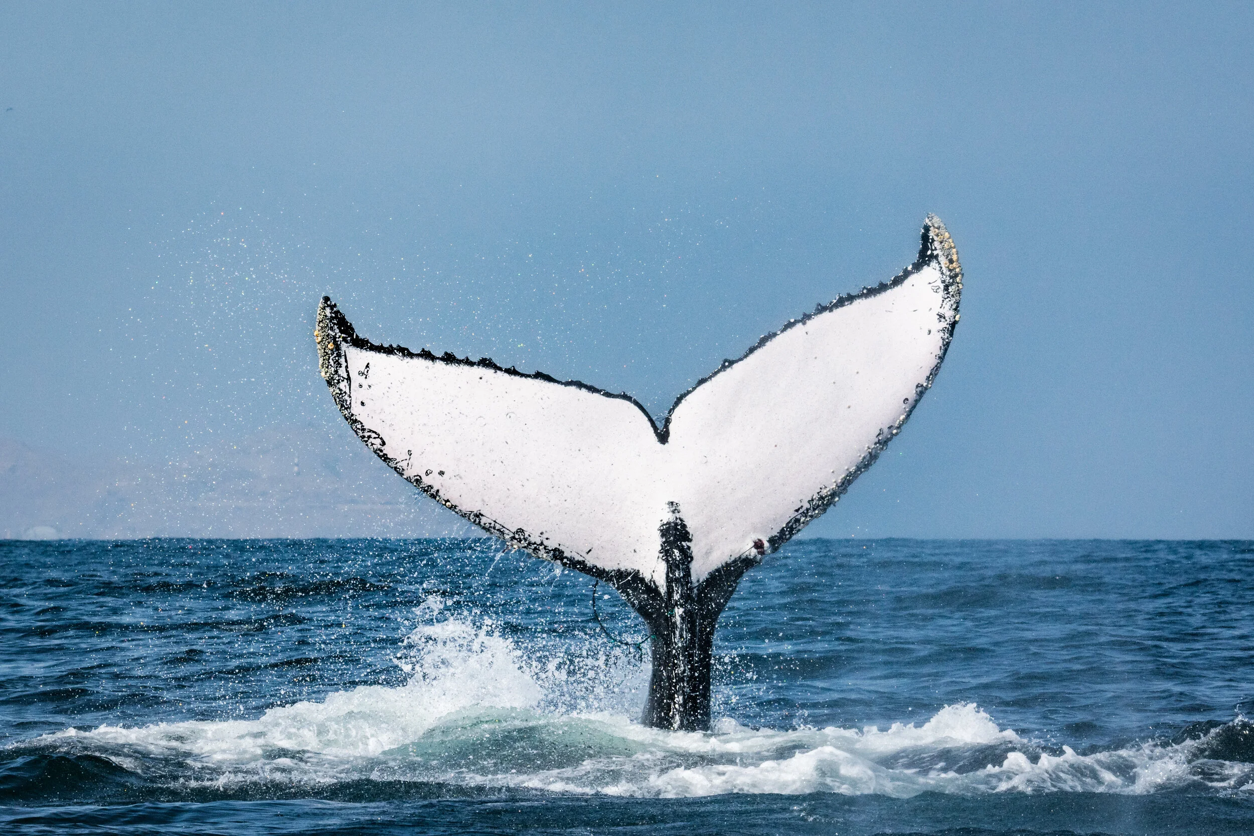 <span>Humpback Whale</span> <em><br>Organos, Peru</em>