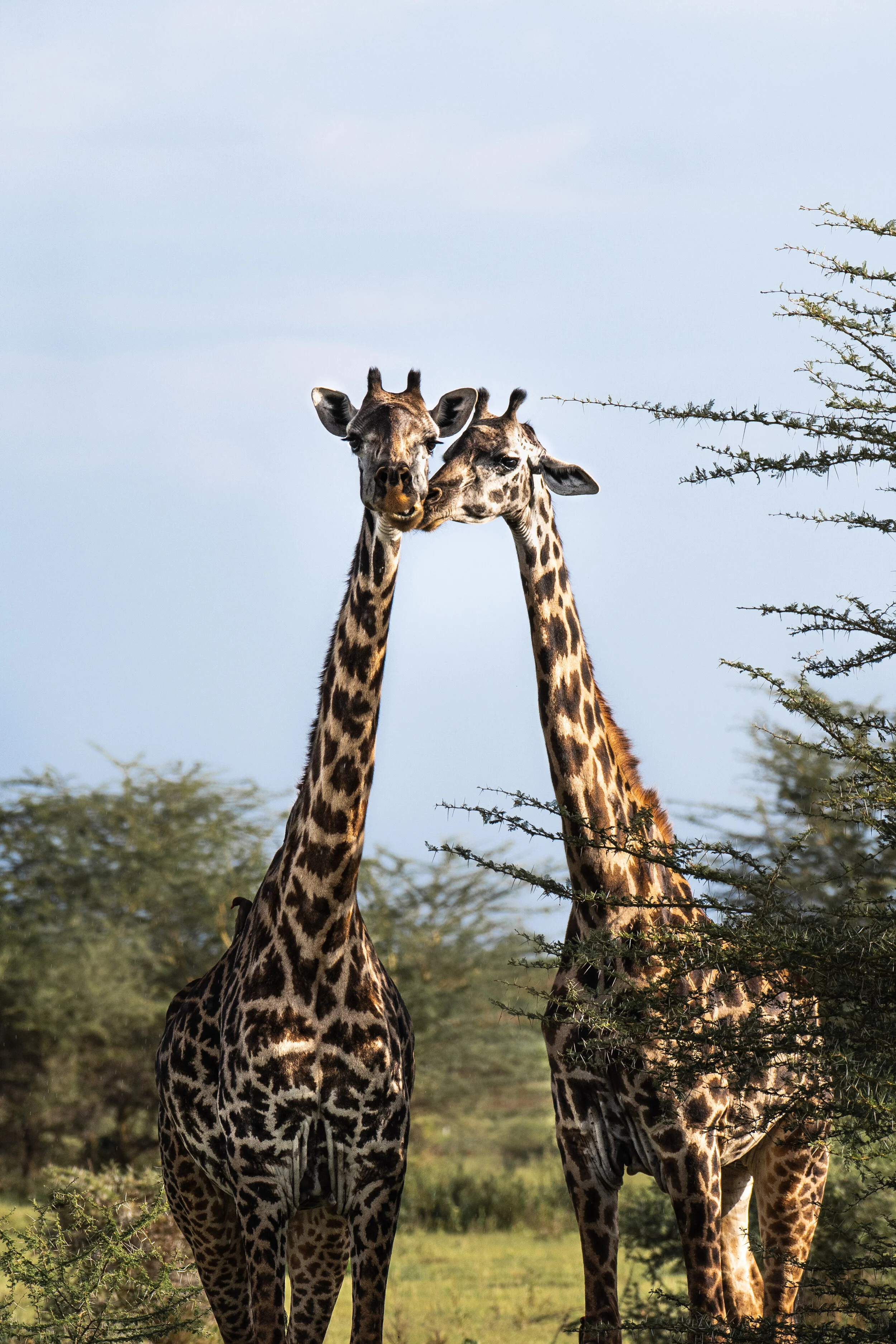 <span>Masai Giraffes</span><br><em>Lake Manyara, Tanzania</em>
