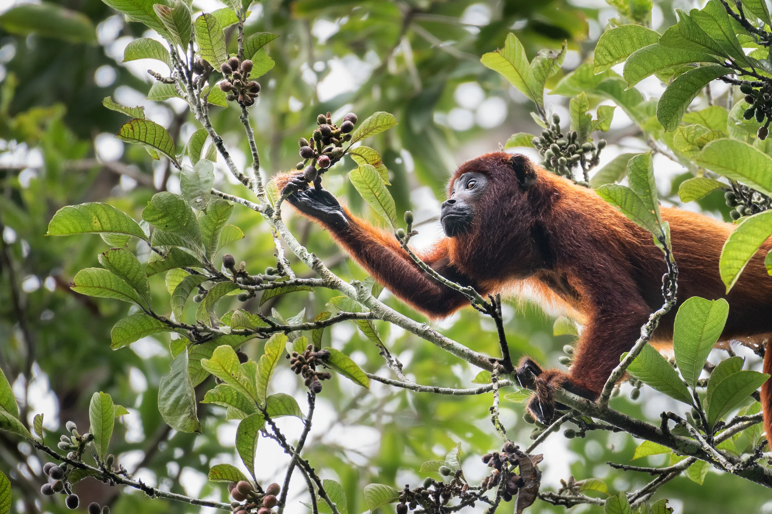 <span>Red Howler Monkey</span><br><em>Tambopata, Peru</em>