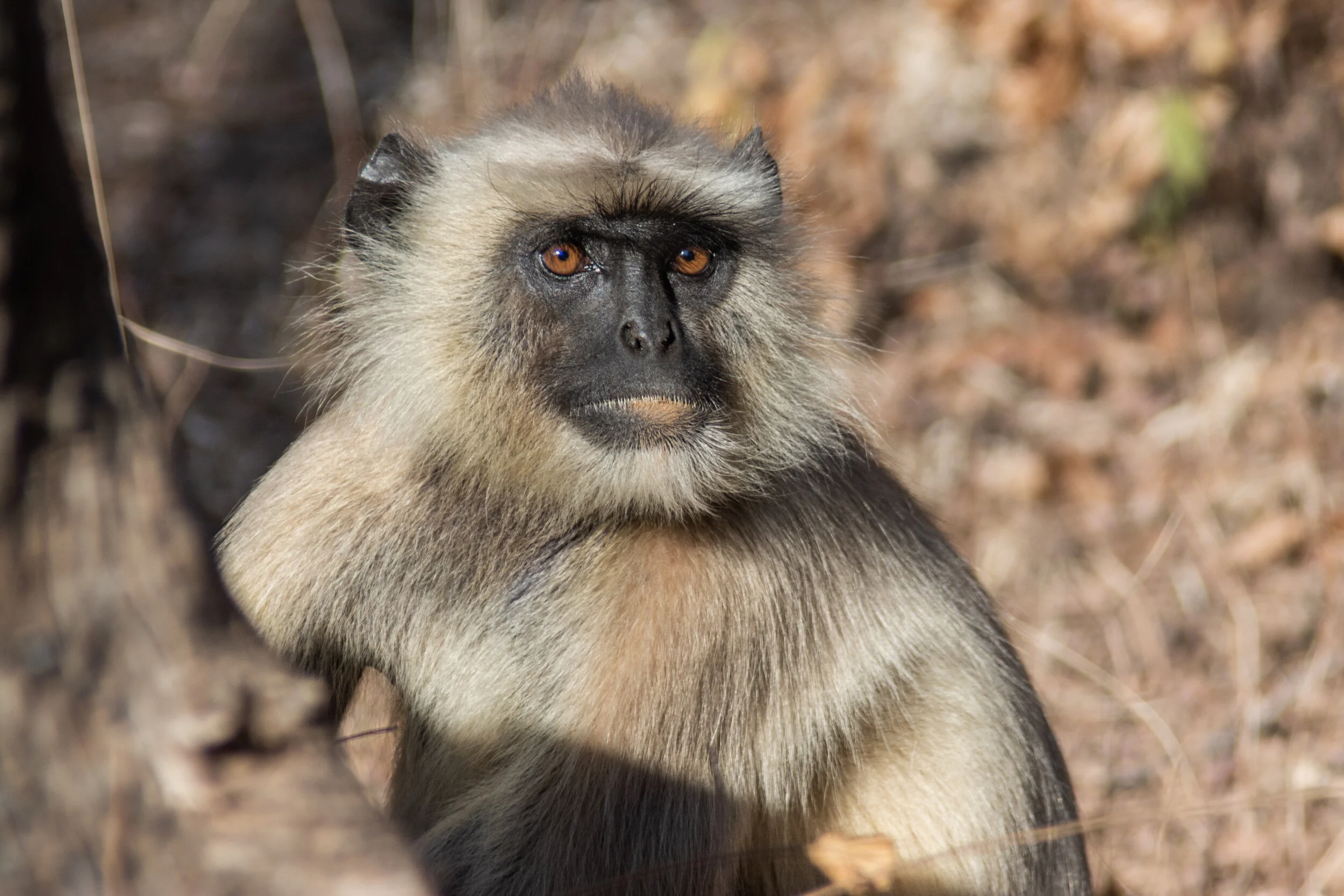 <span>Langur Monkey</span><br><em>Ranthambore, India</em>