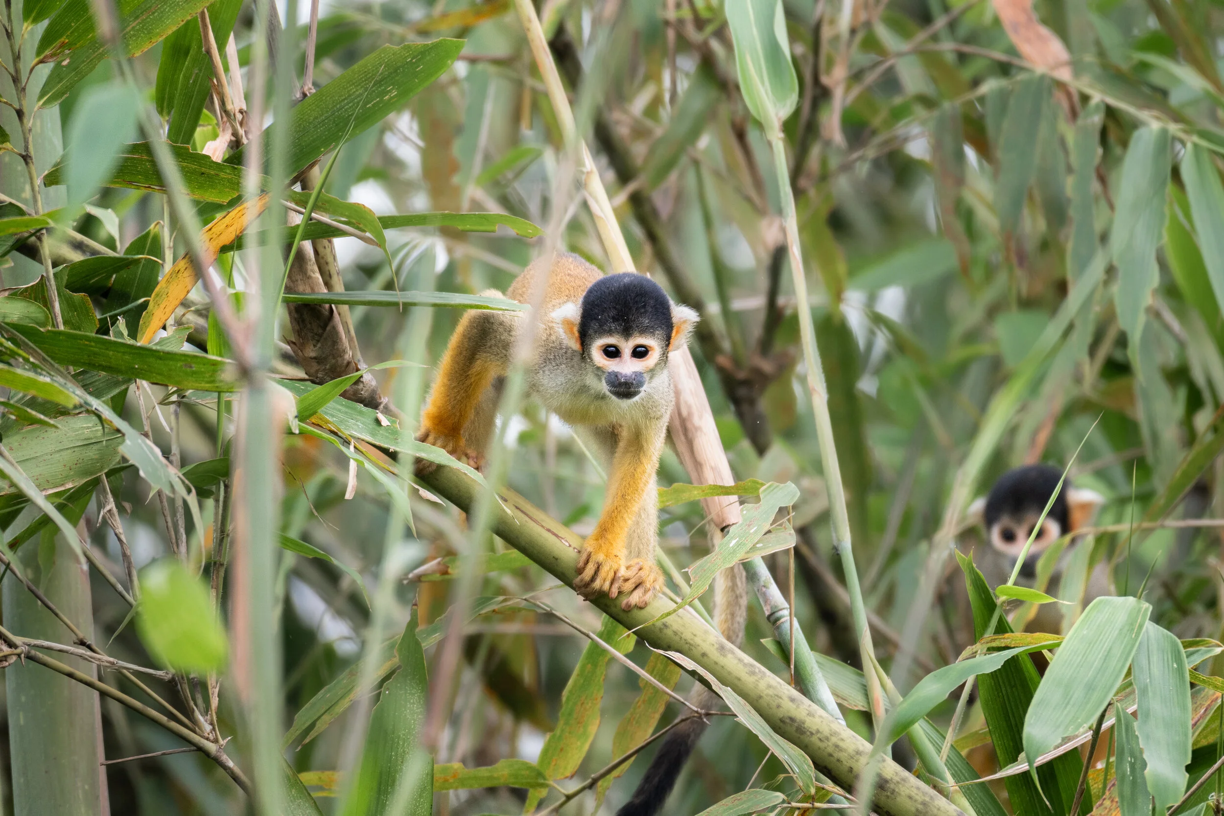 <span>Squirrel Monkey</span><br><em>Tambopata, Peru</em>