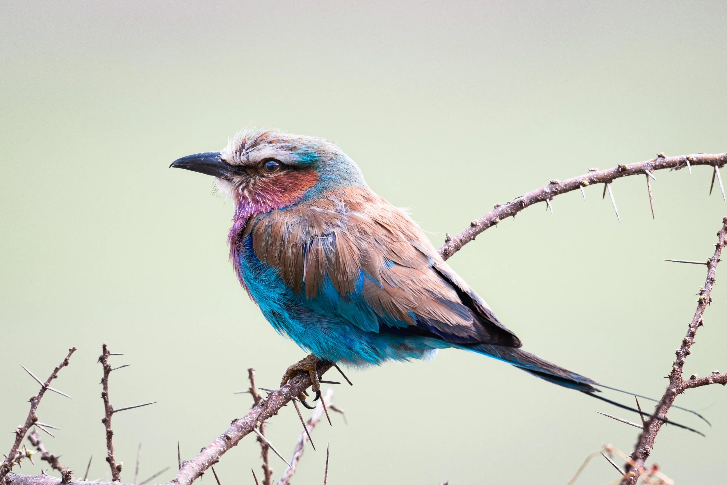 <span>Lilac-Breasted Roller</span><br><em>Ngorongoro, Tanzania</em>