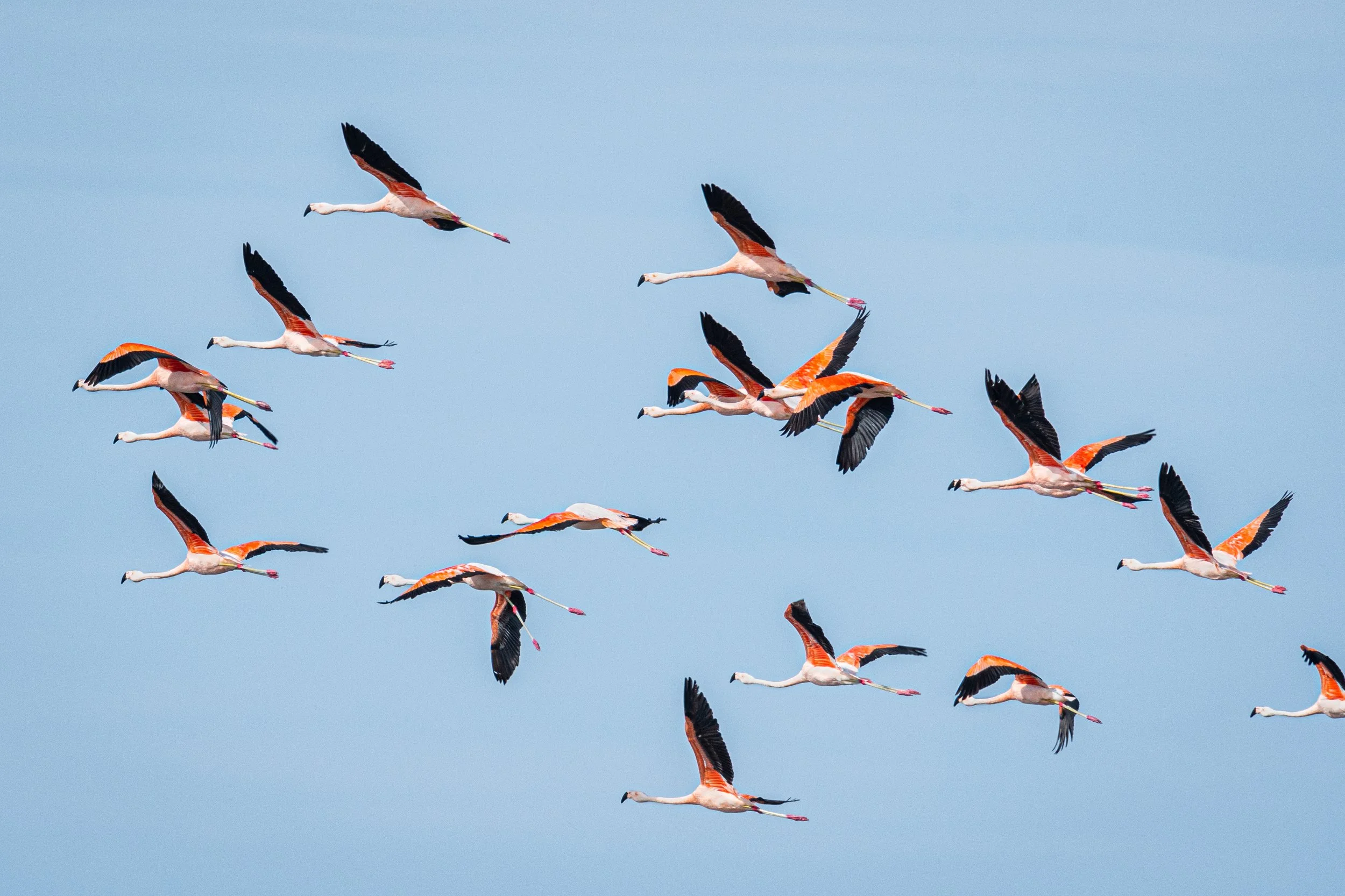 <span>Chilean Flamingo</span><br><em>Illescas, Peru</em>